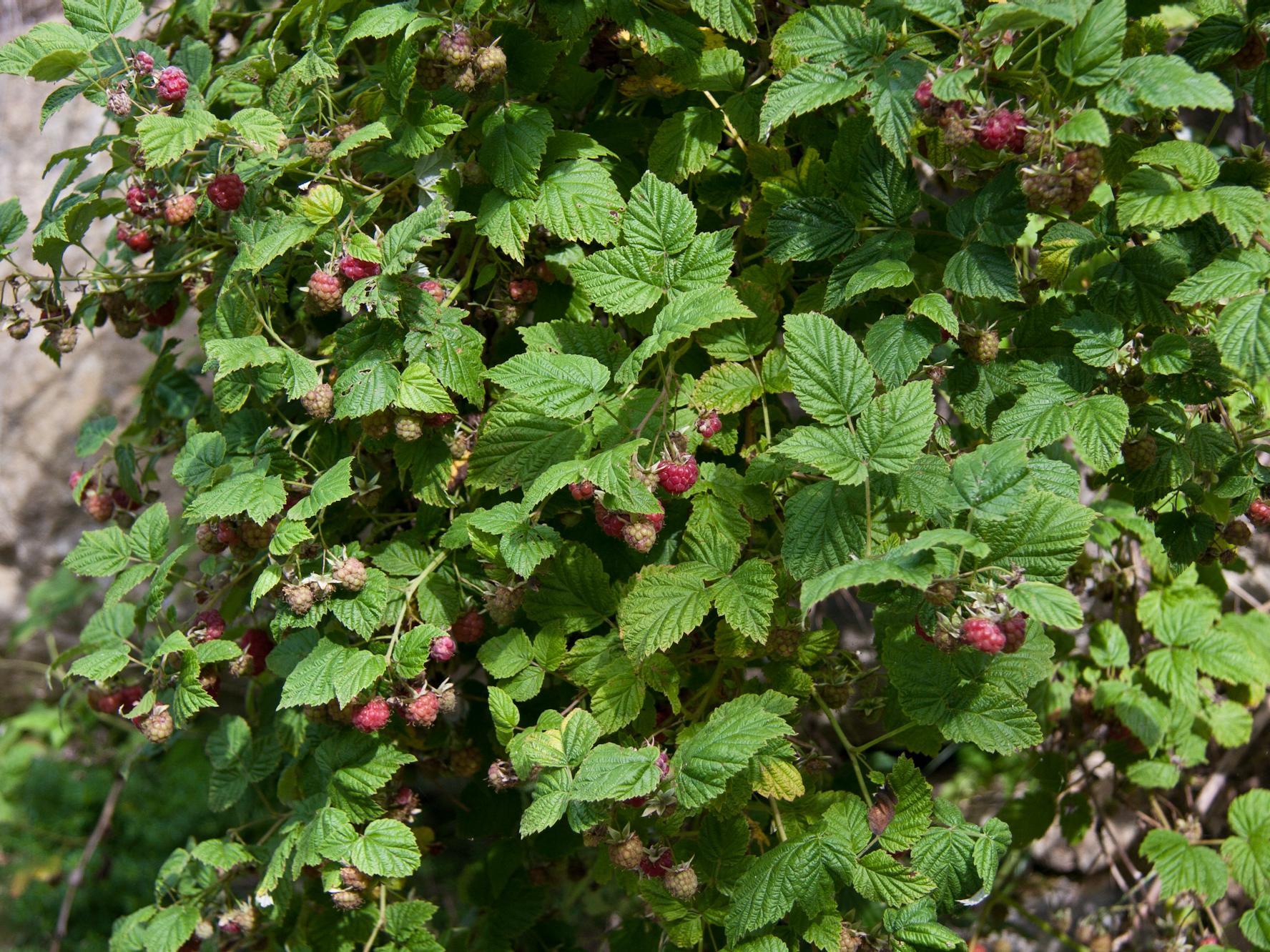 Red raspberry Prad am Stilfser Joch/Prato allo Stelvio 1 suedtirol.info