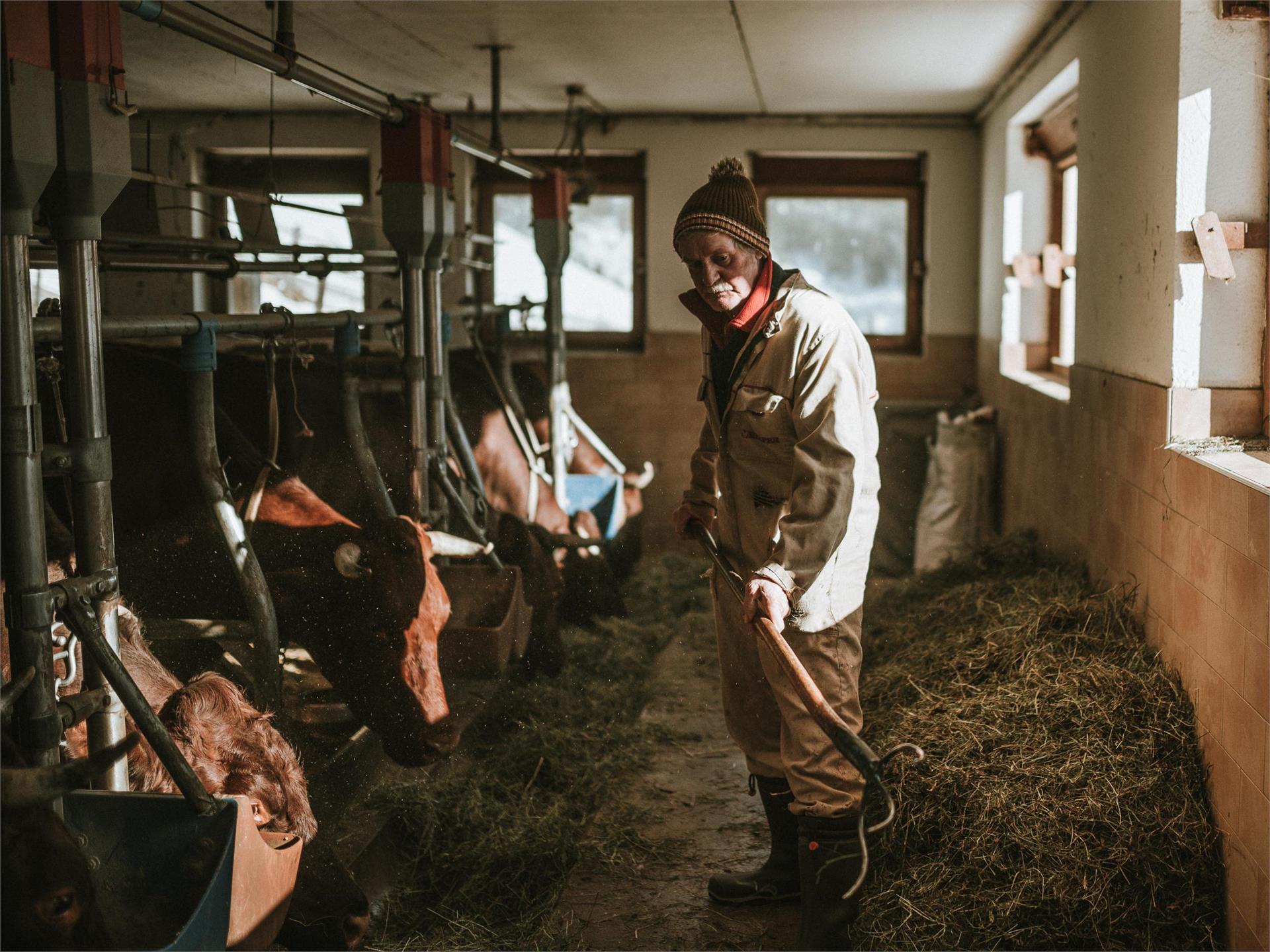 Hochgruberhof cheese dairy Mühlwald/Selva dei Molini 11 suedtirol.info