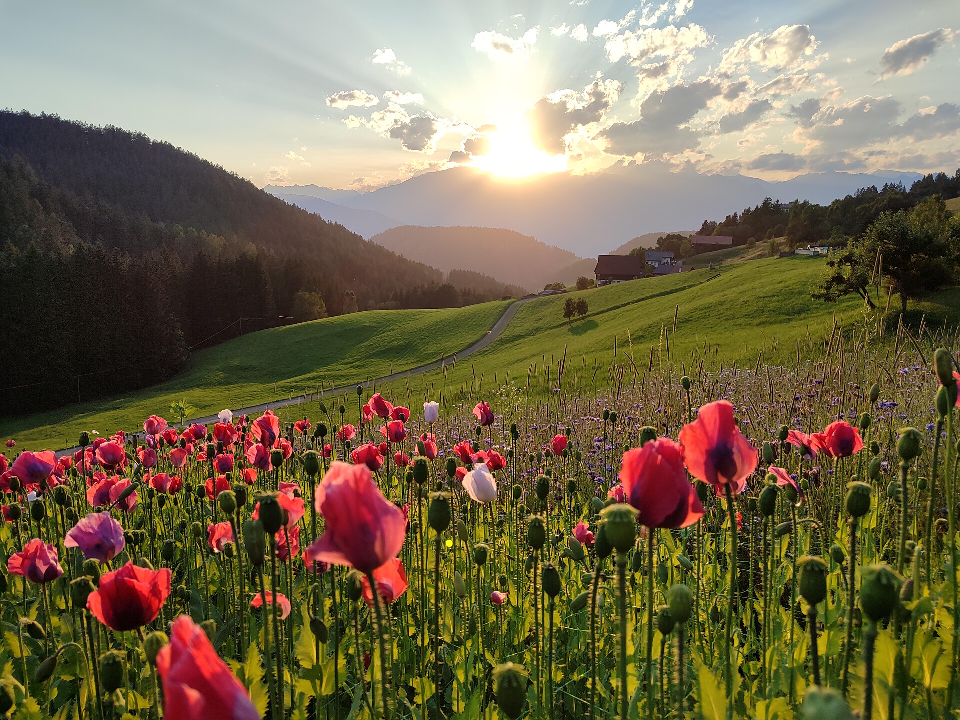 Hieslerhof Hafling/Avelengo 4 suedtirol.info