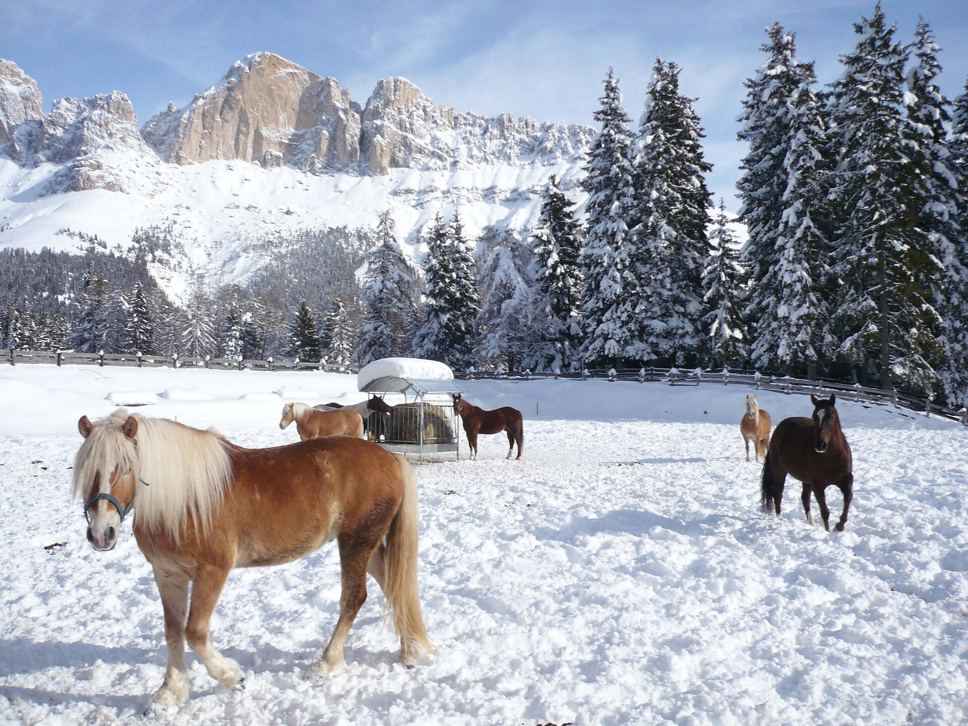 Angerle Alm