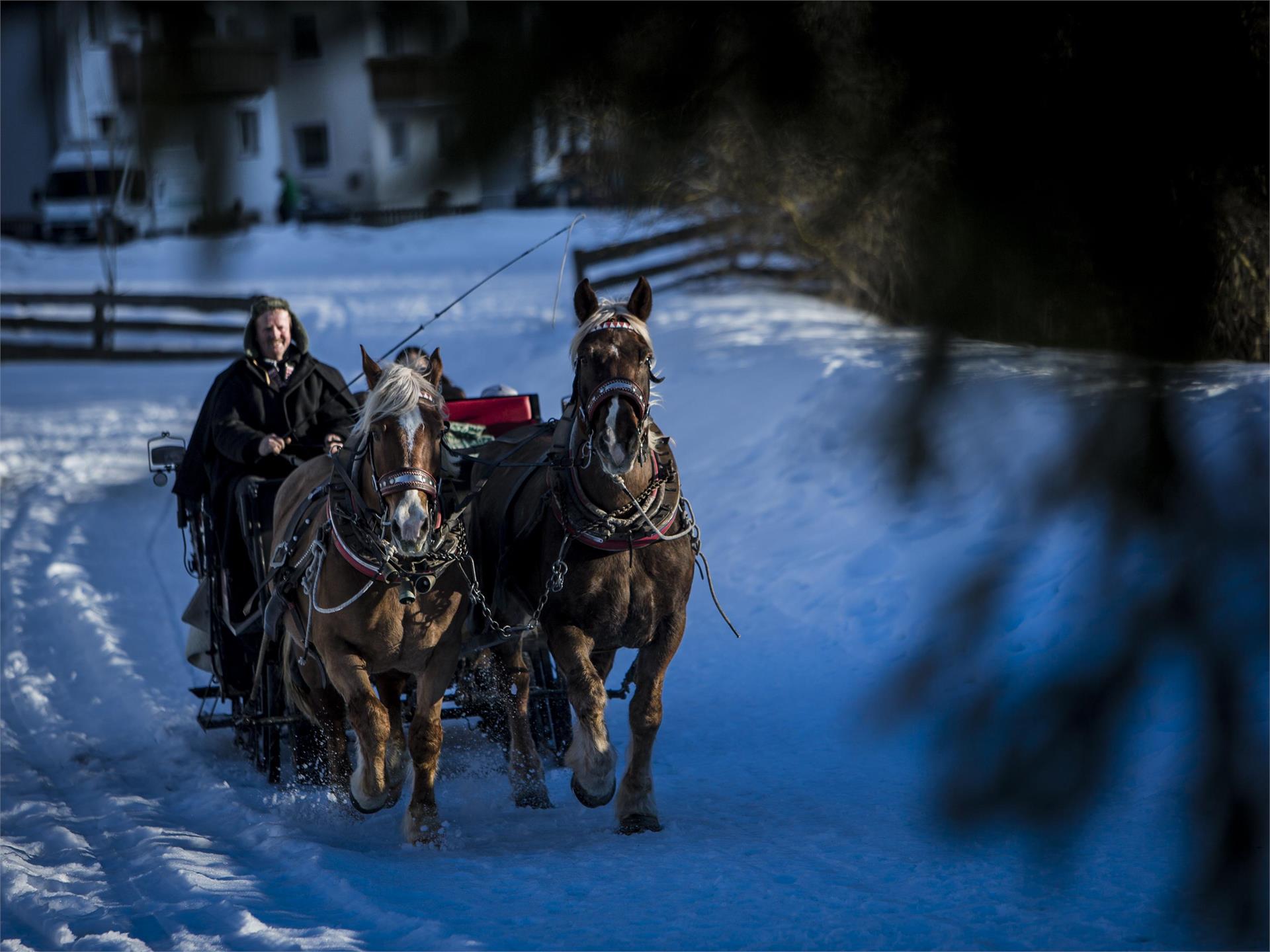 Herberts Reitstall Ahrntal 2 suedtirol.info