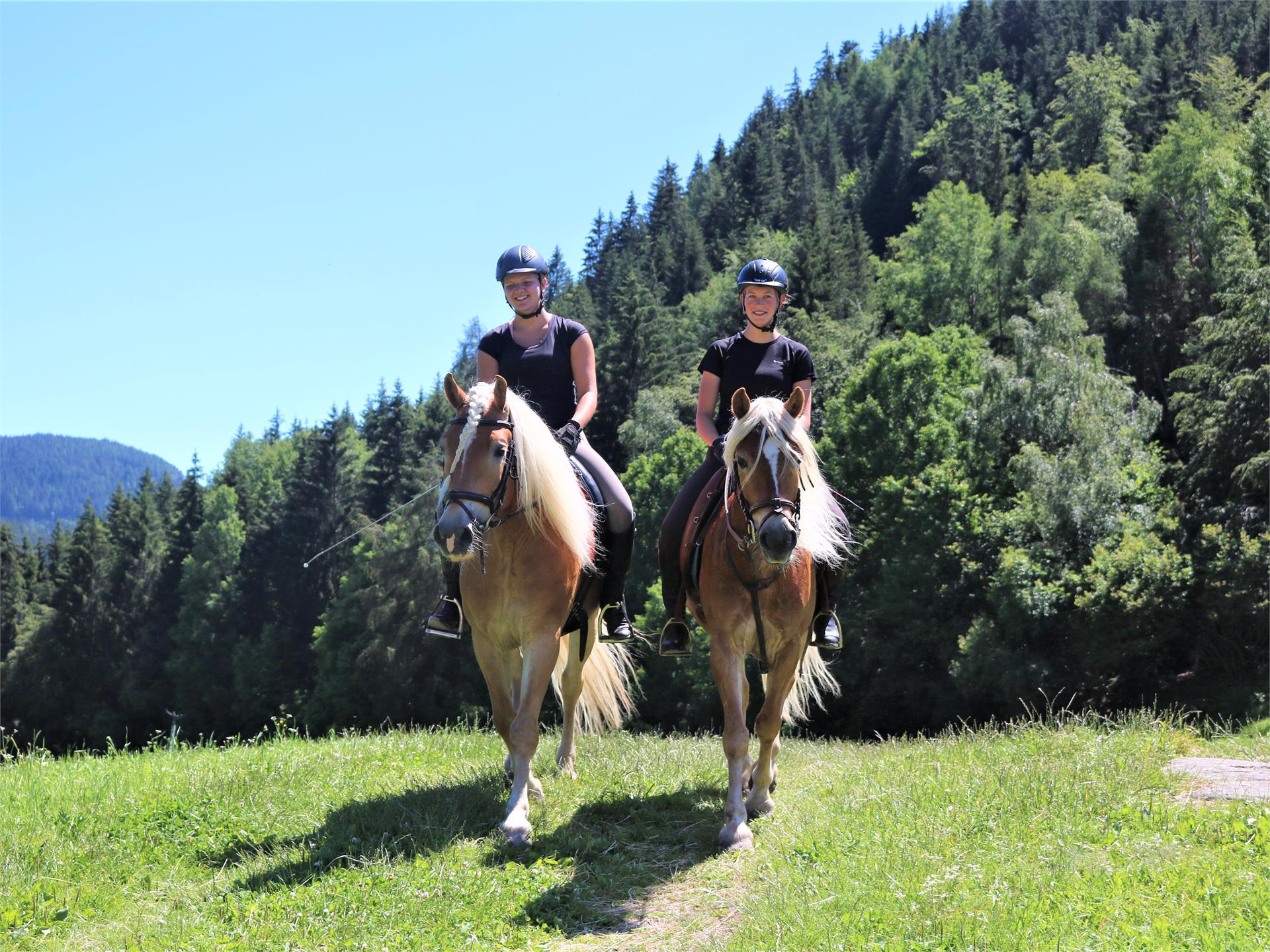 Haflinger-Reiten Jenesien 2 suedtirol.info
