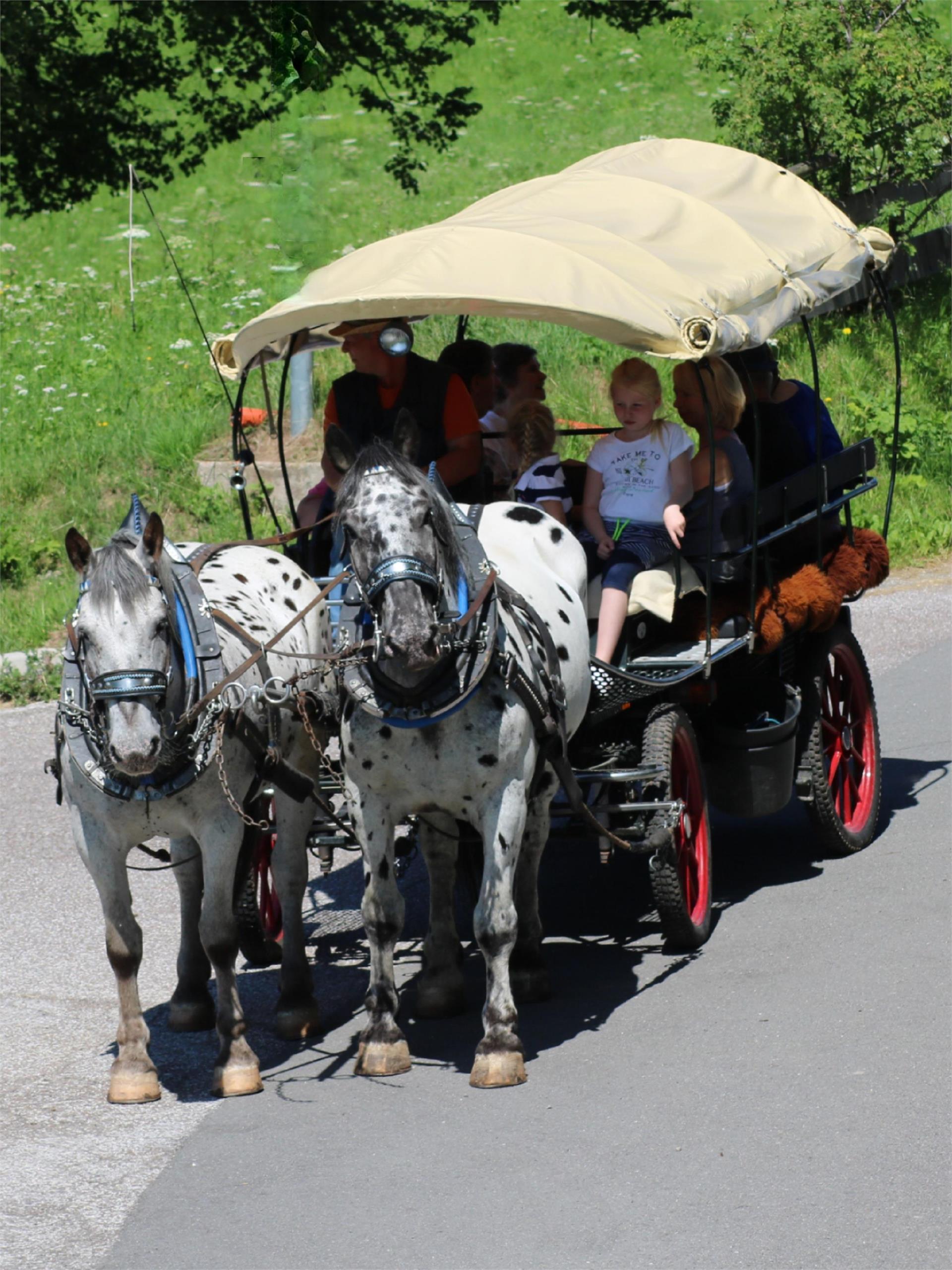 Haflinger-Reiten Jenesien 3 suedtirol.info