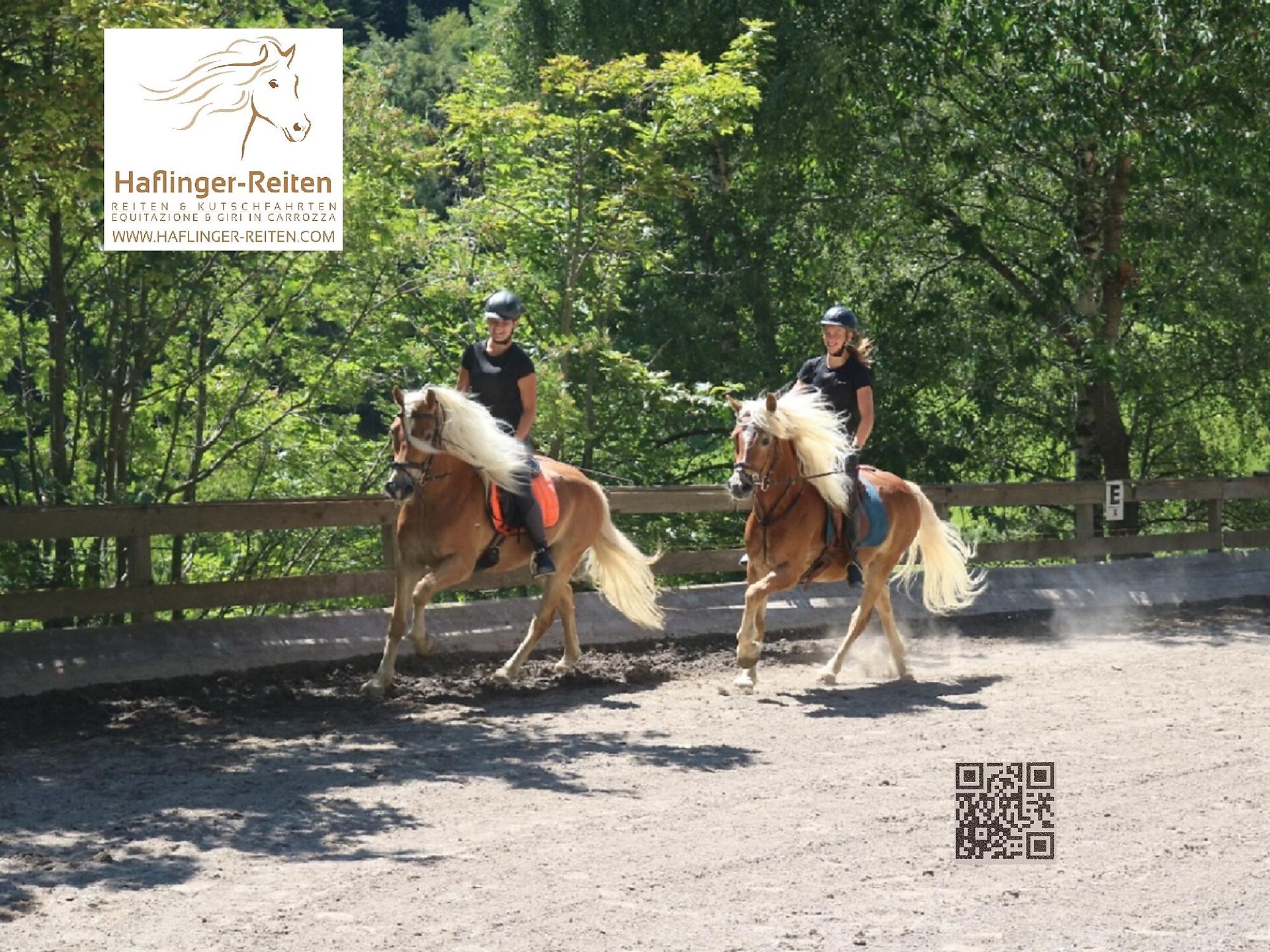 Haflinger