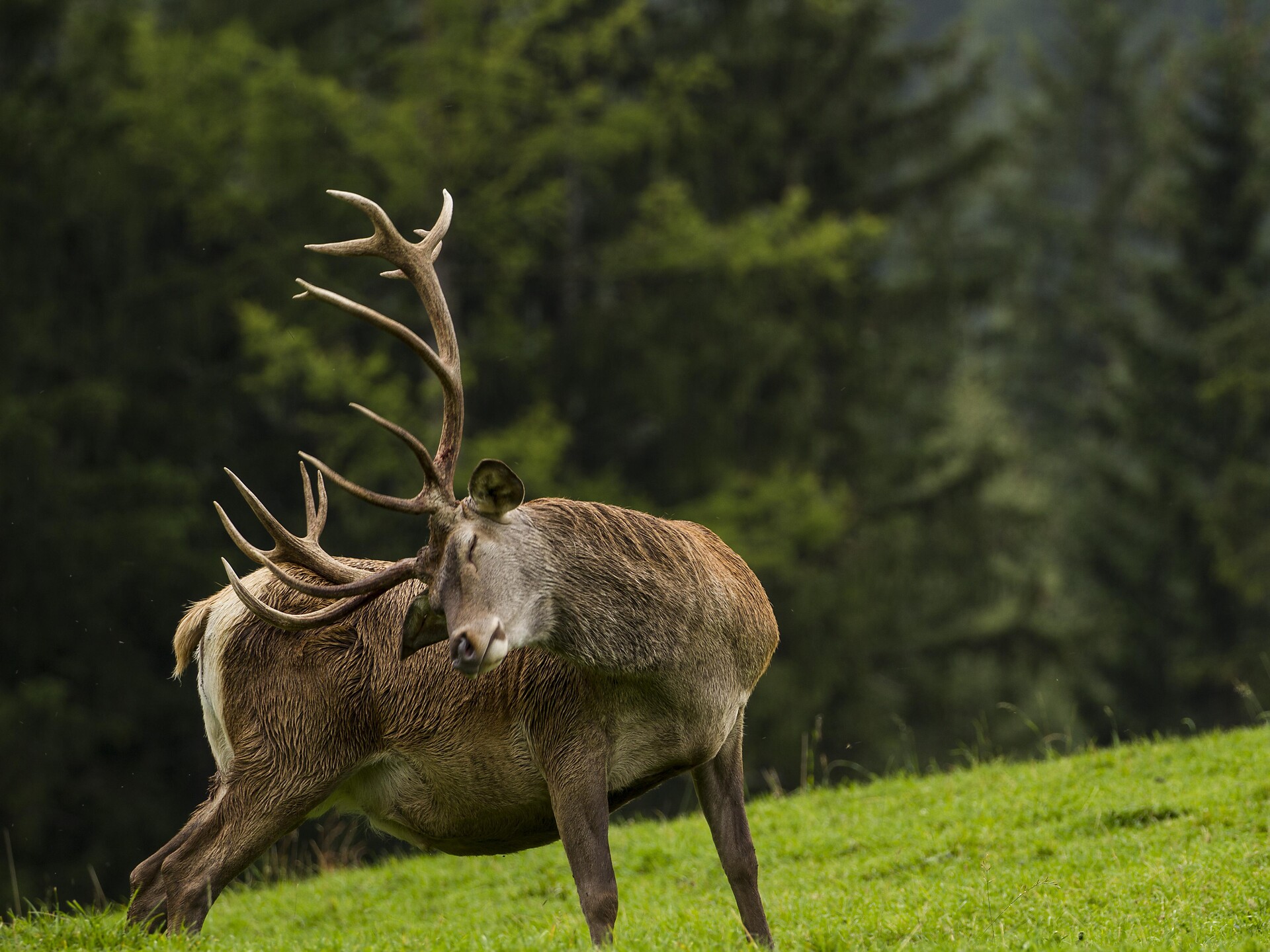 Hirschgehege Sompunt