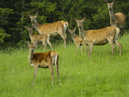 Deer Park Sompunt Badia 16 suedtirol.info