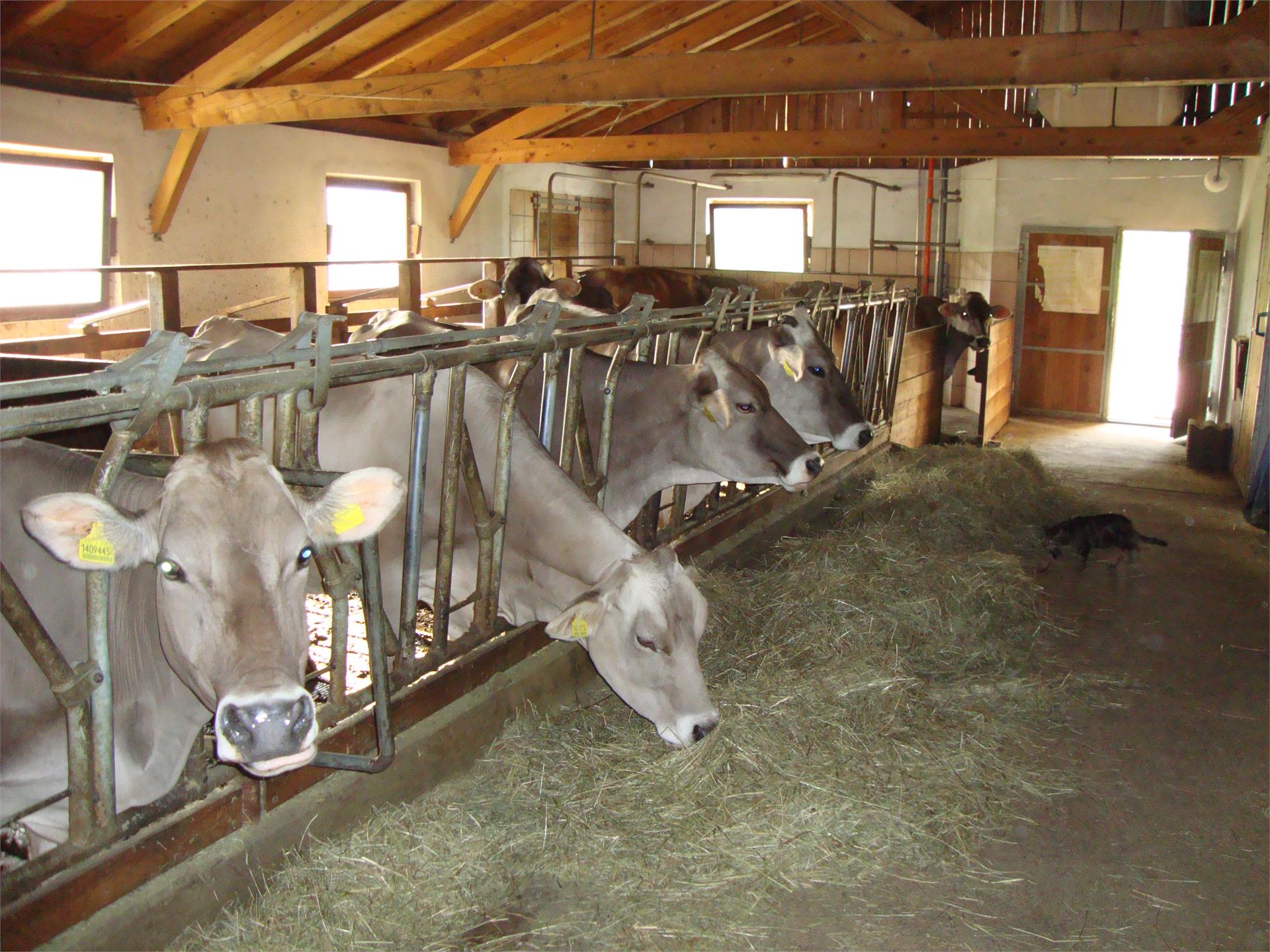 Cheese dairy farm Ebenhof Karneid/Cornedo all'Isarco 3 suedtirol.info