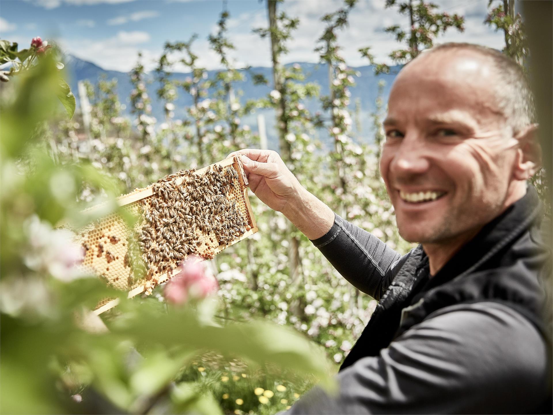 Honey GourMet Partschins 2 suedtirol.info