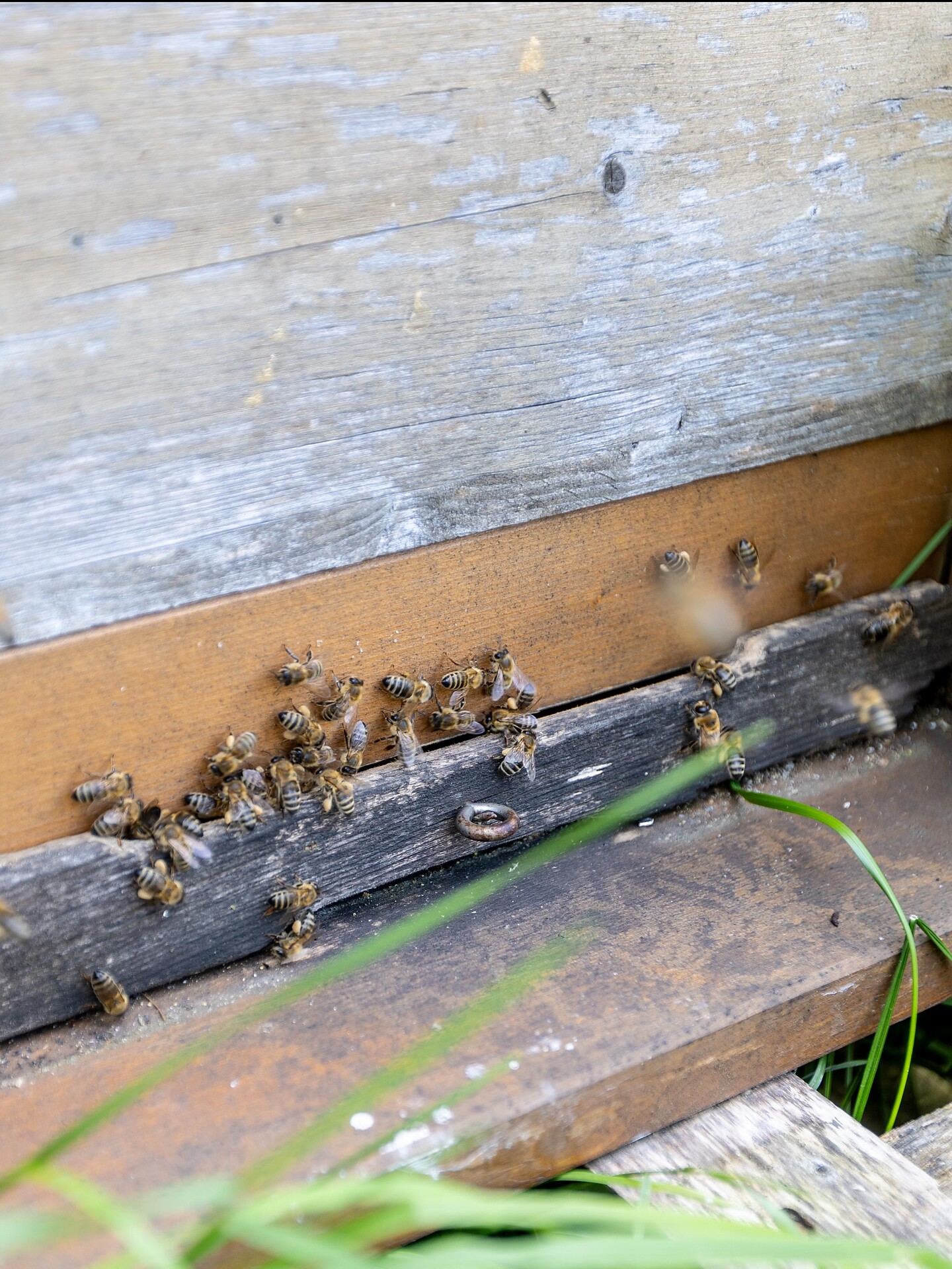 Beekeeping Martin Longo - Sterzing/Vipiteno and environs - #2 - suedtirol.info
