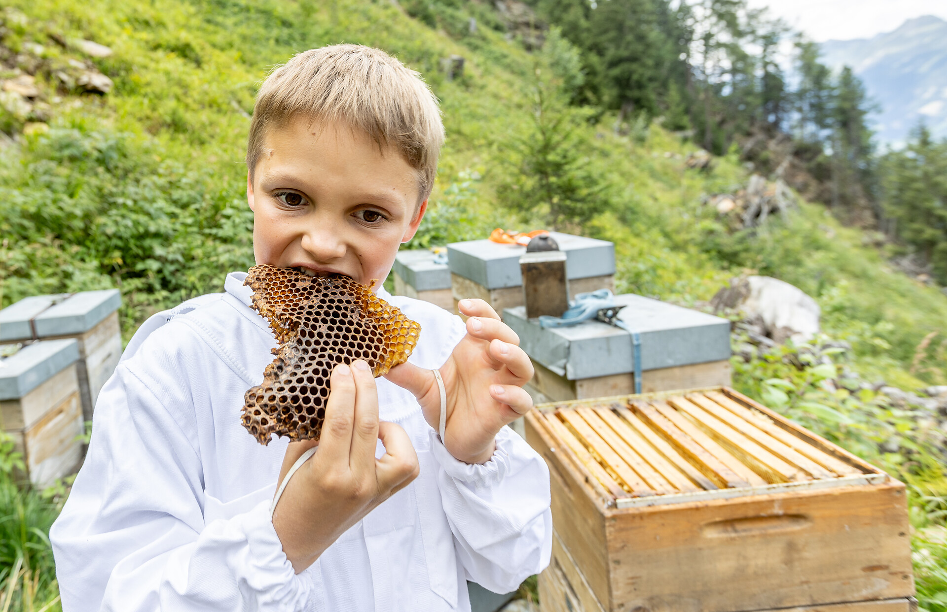 Beekeeping Martin Longo - Sterzing/Vipiteno and environs - #3 - suedtirol.info