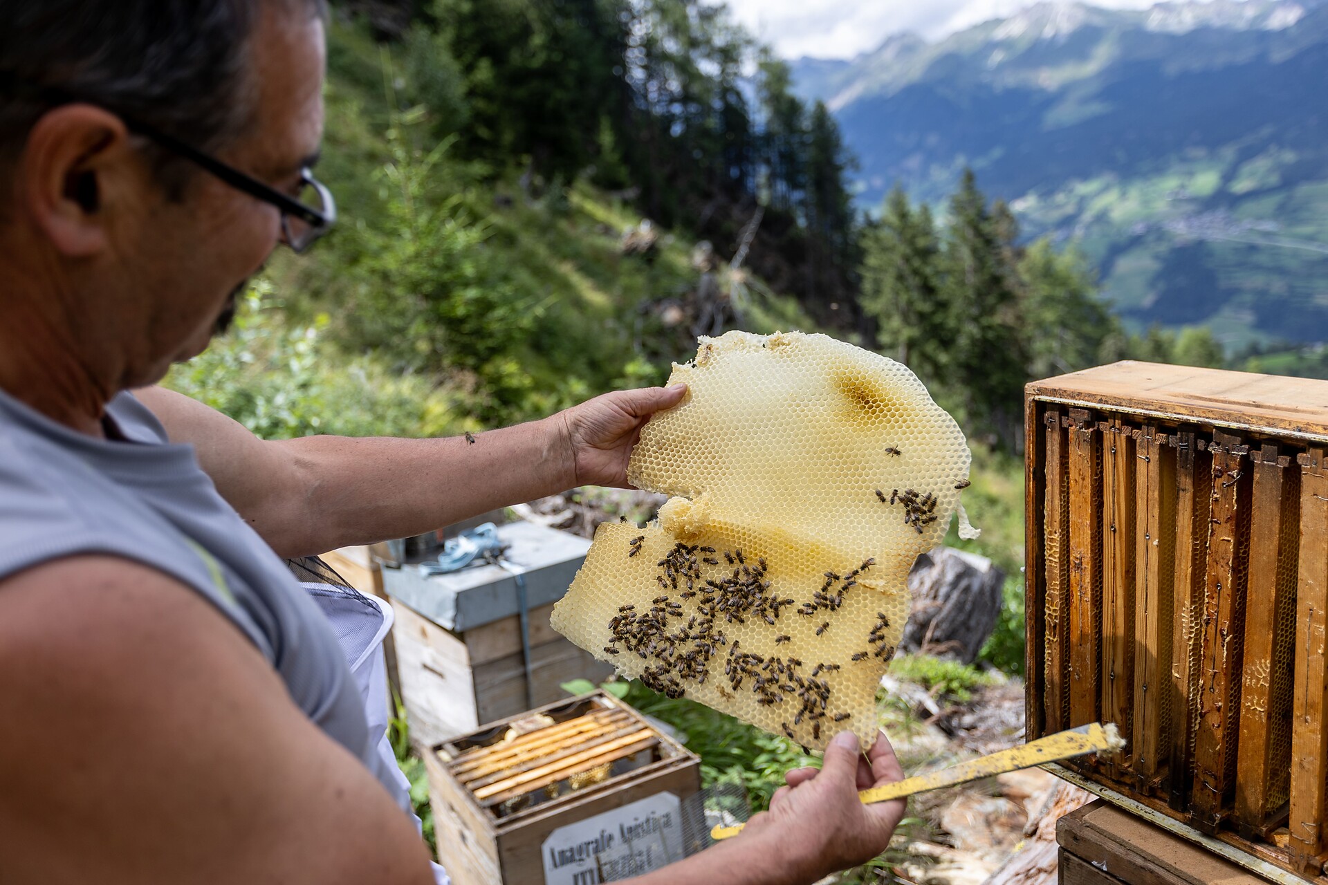 Beekeeping Martin Longo - Sterzing/Vipiteno and environs - #6 - suedtirol.info