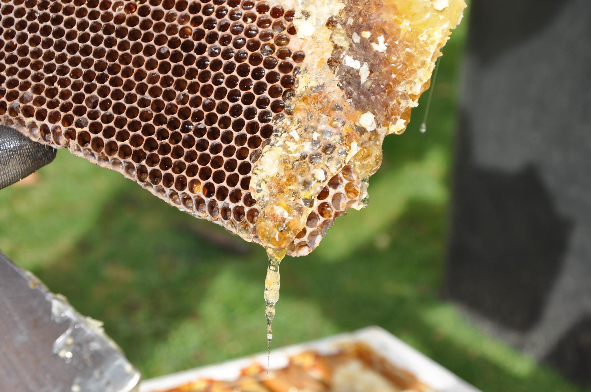Apiculture Mairhofer Proveis/Proves 2 suedtirol.info