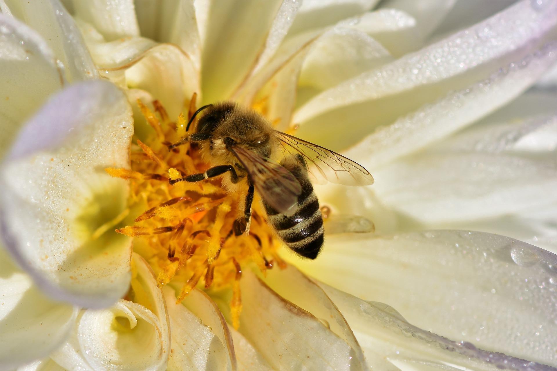 Apiculture Mairhofer Proveis/Proves 1 suedtirol.info