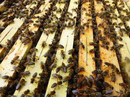 Beekeeping Plattner Hannes Mölten/Meltina 1 suedtirol.info