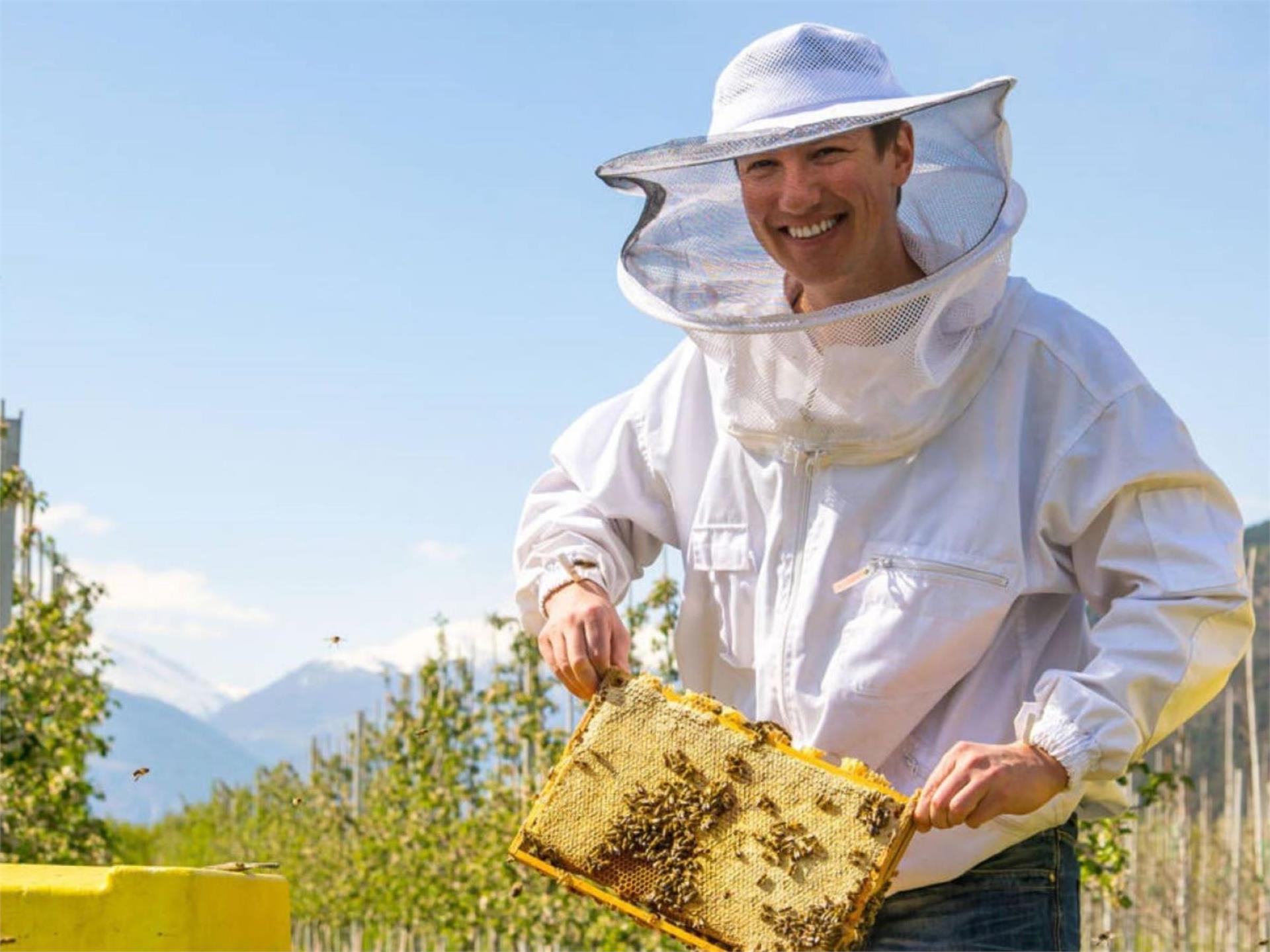 Apiary Apis Aurum Marling/Marlengo 2 suedtirol.info