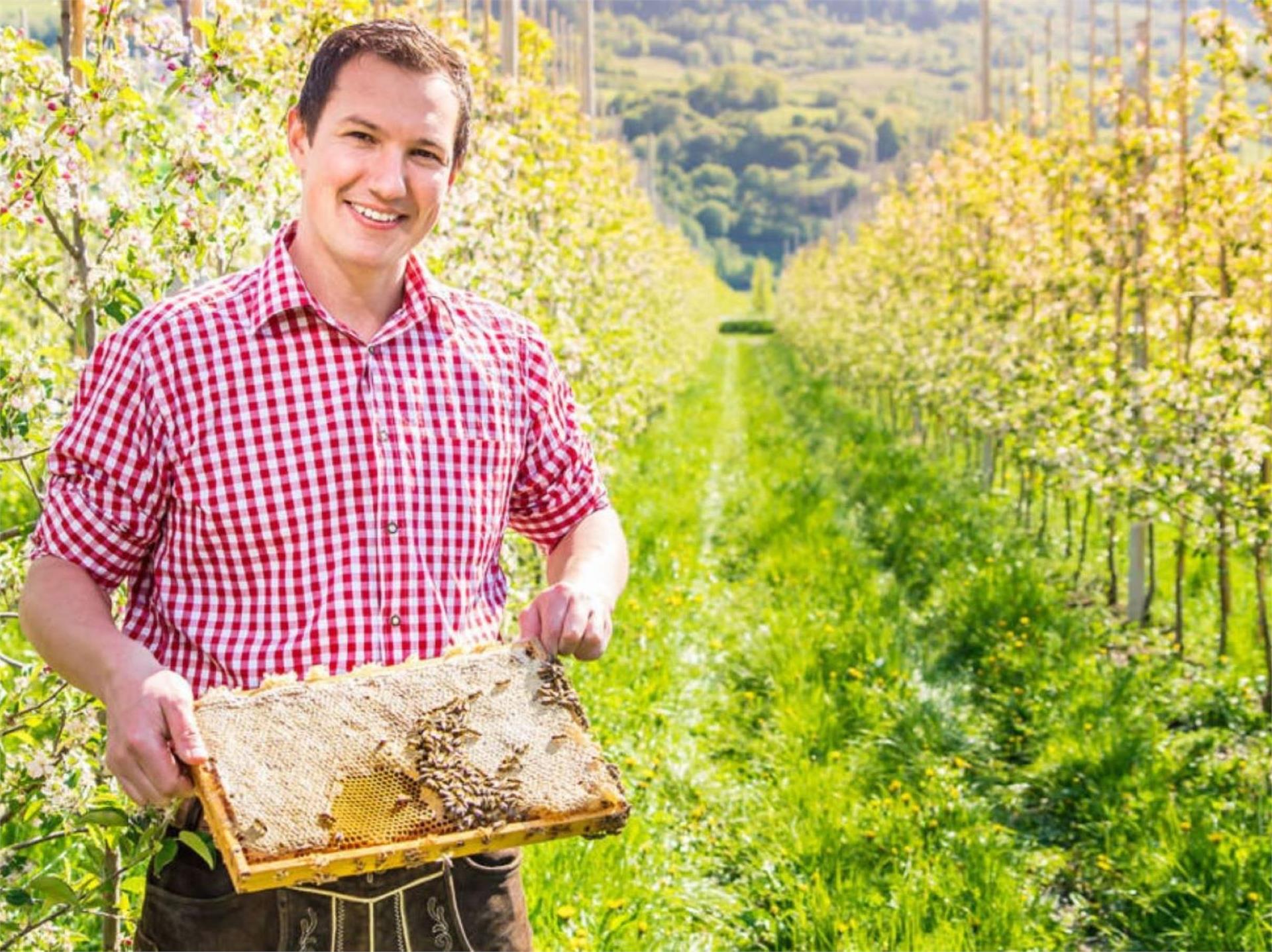 Apiary Apis Aurum Marling/Marlengo 1 suedtirol.info