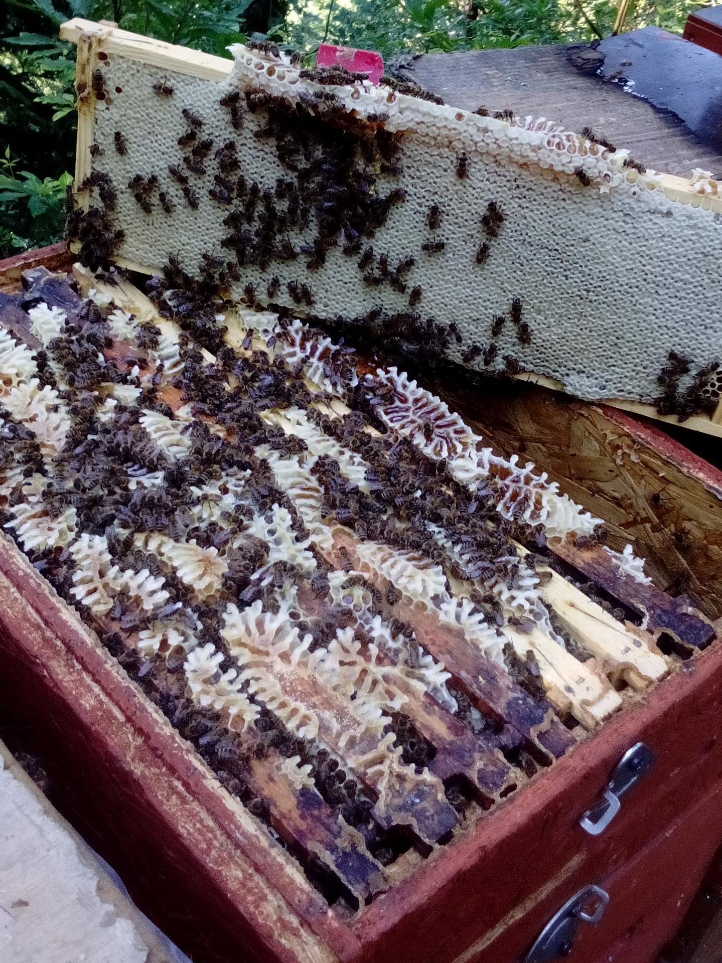Apiculture Pichler St.Martin in Passeier/San Martino in Passiria 5 suedtirol.info