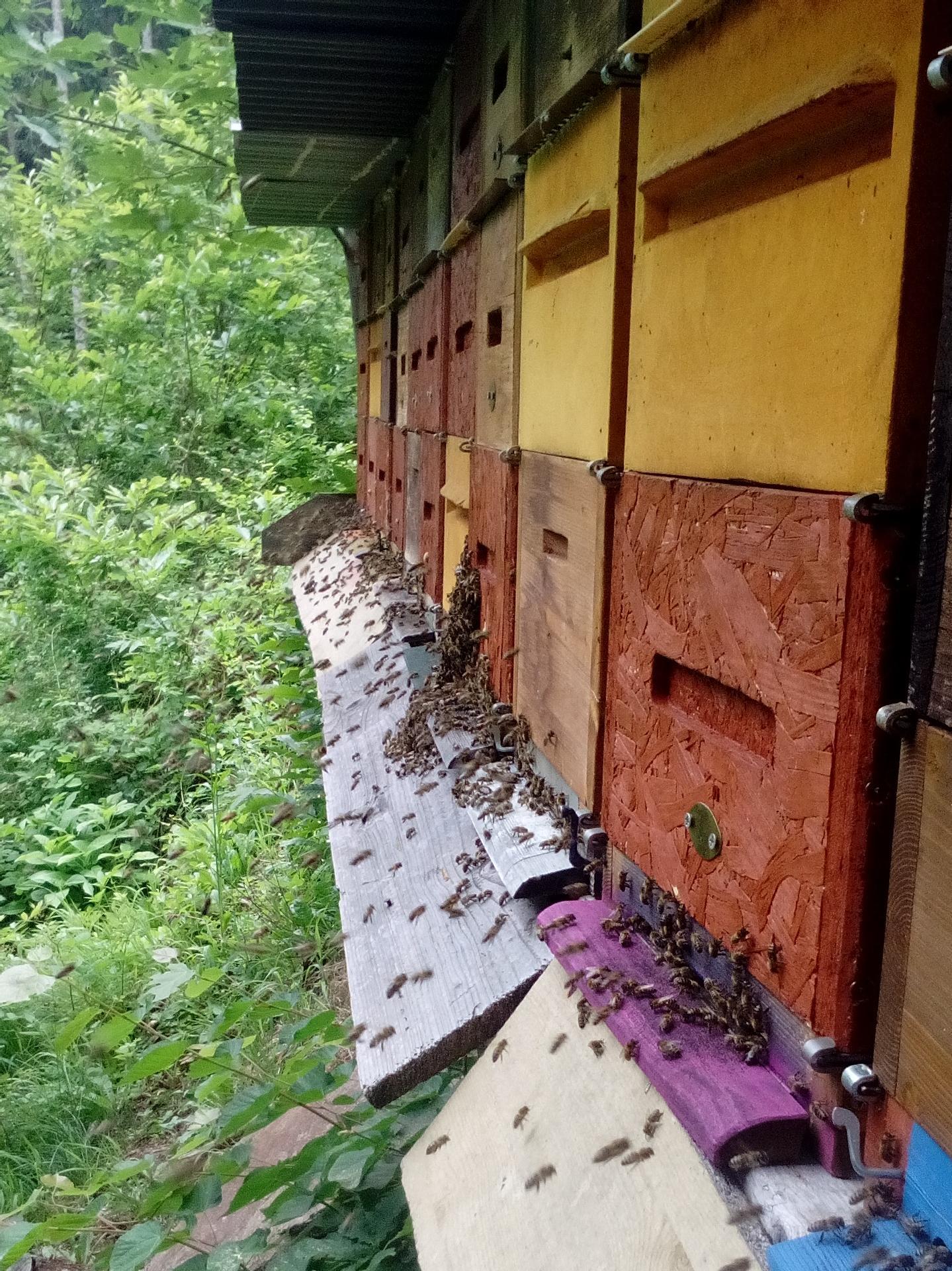 Apiculture Pichler St.Martin in Passeier/San Martino in Passiria 1 suedtirol.info