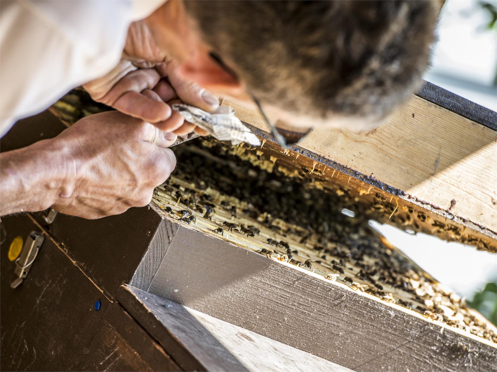 Apiary Josef Rinner - Hotel Birkenbrunn Natz-Schabs/Naz-Sciaves 1 suedtirol.info
