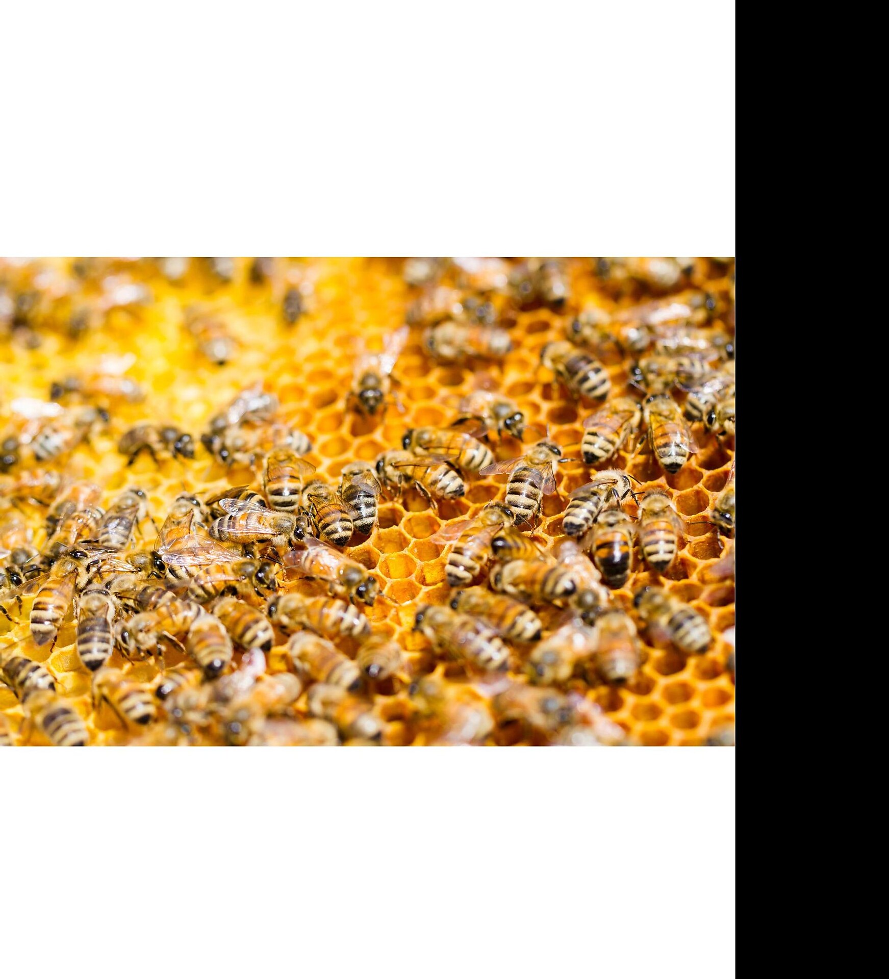 Apiculture Pirpamer - Alto Adige Wine Road - #1 - suedtirol.info
