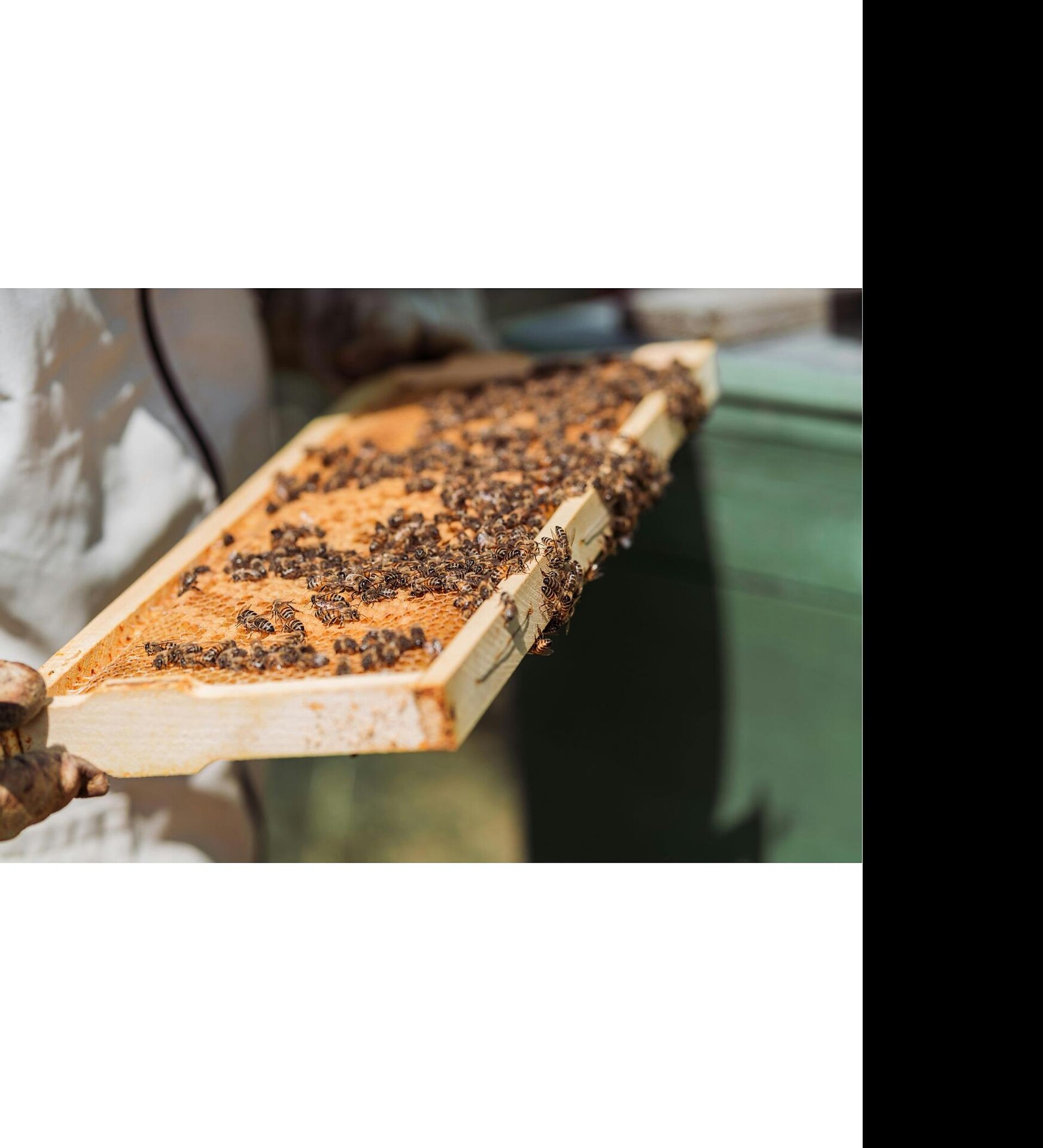 Apiculture Pirpamer - Alto Adige Wine Road - #2 - suedtirol.info