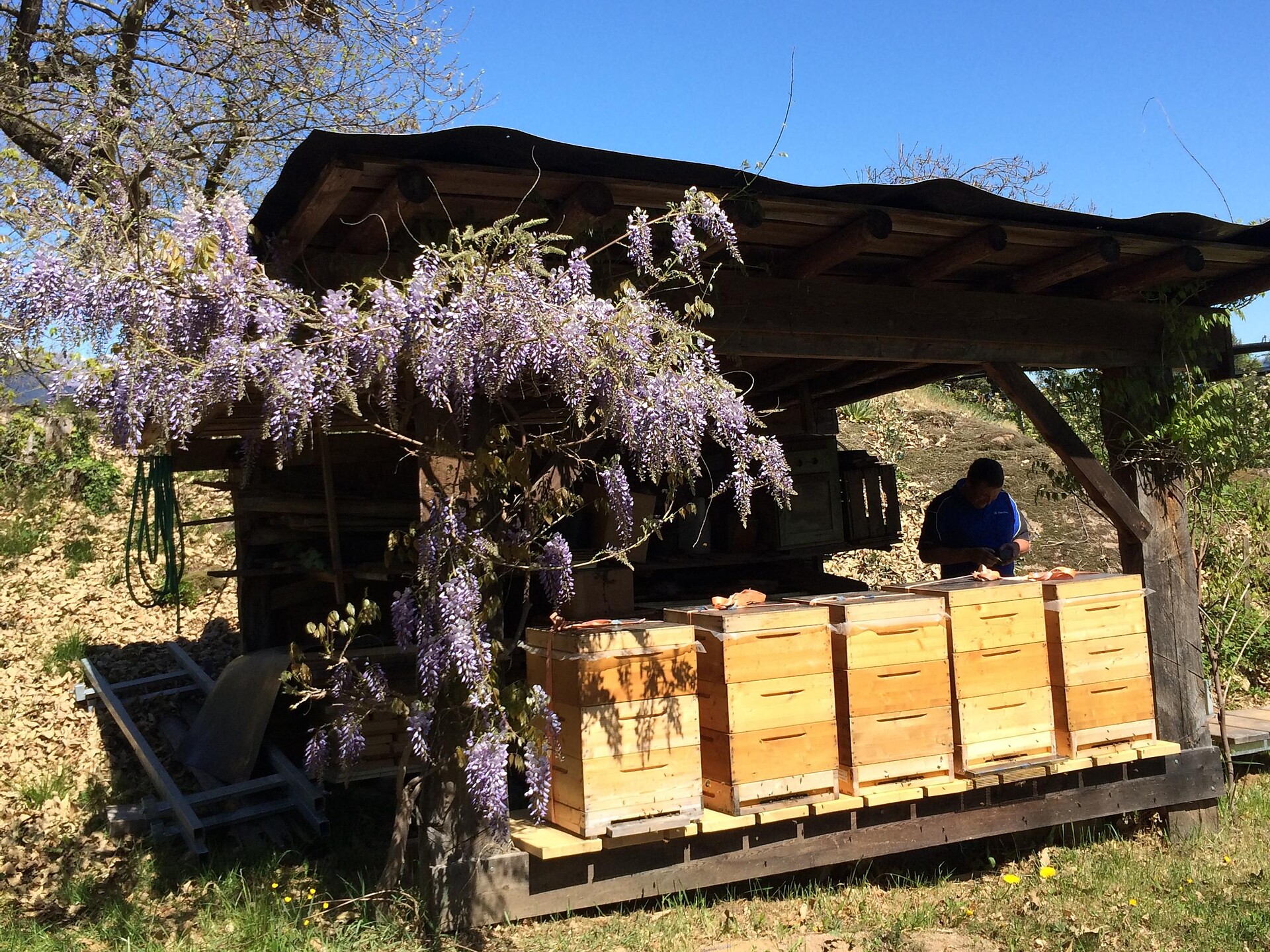 Beekeeping Troger Kofler