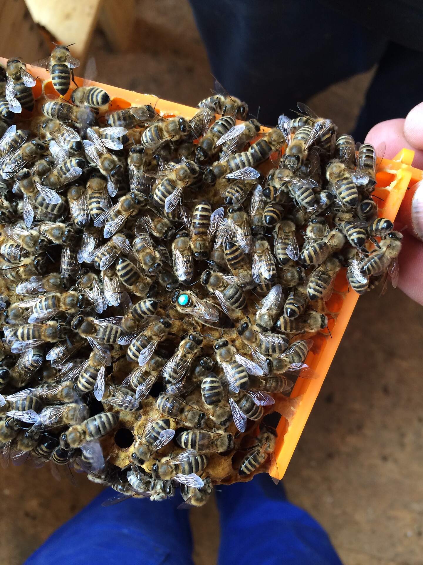 Beekeeping Troger Kofler