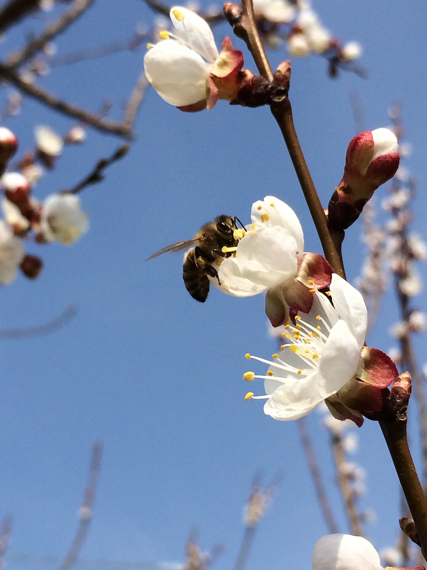 Beekeeping Troger Kofler