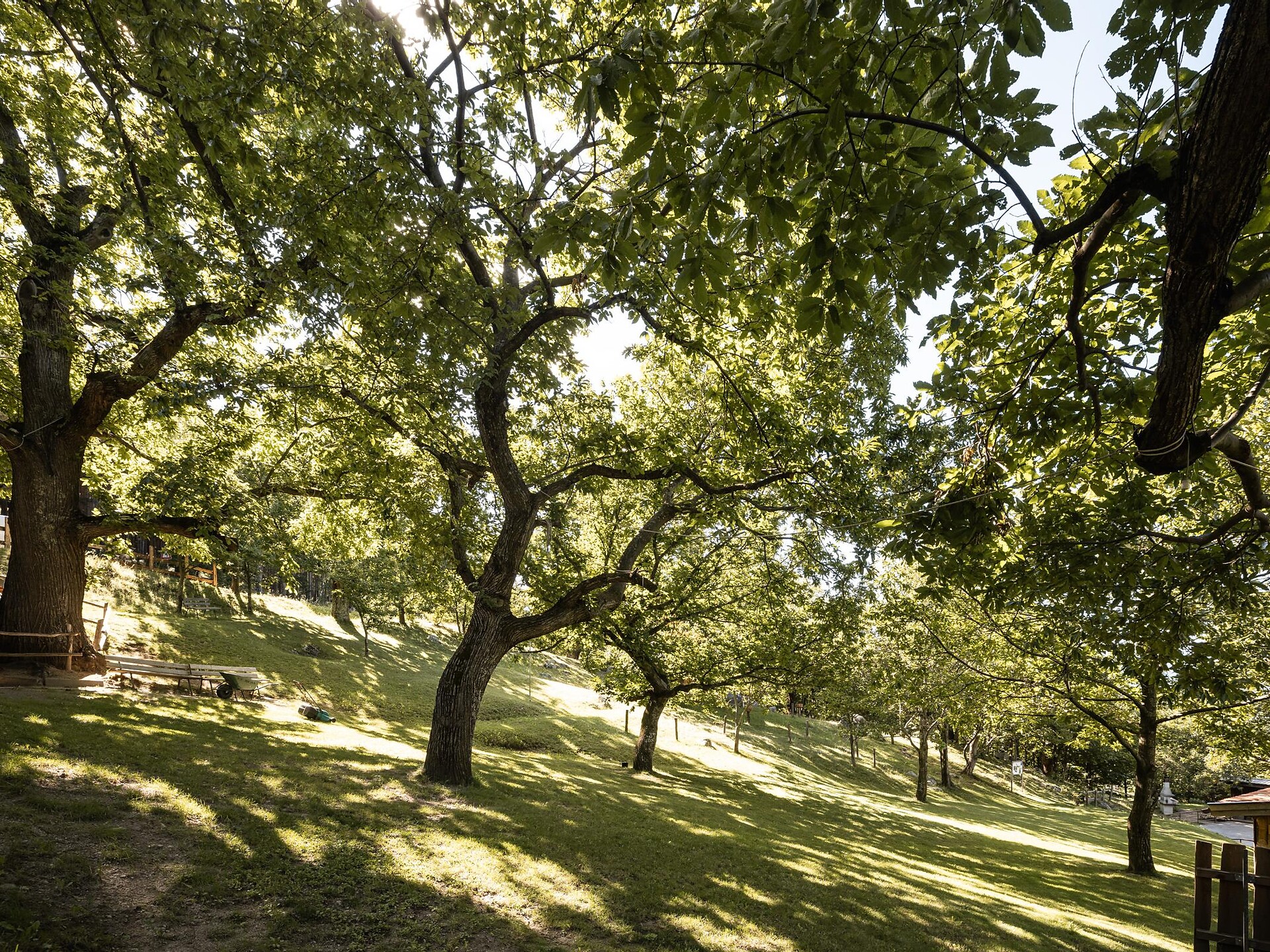 Il castagneto nel “Köstental” ad Aica