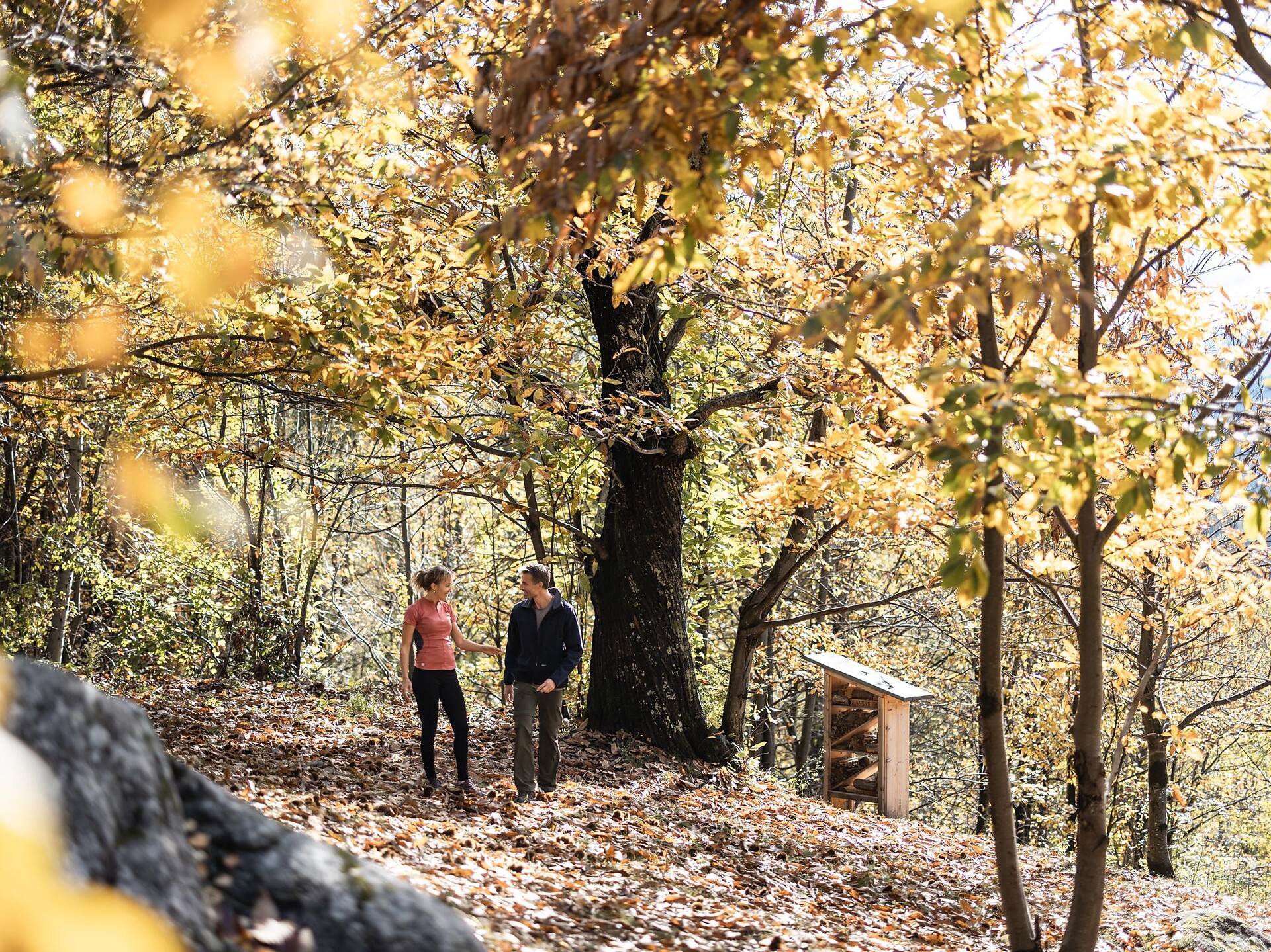 Il castagneto nel “Köstental” ad Aica