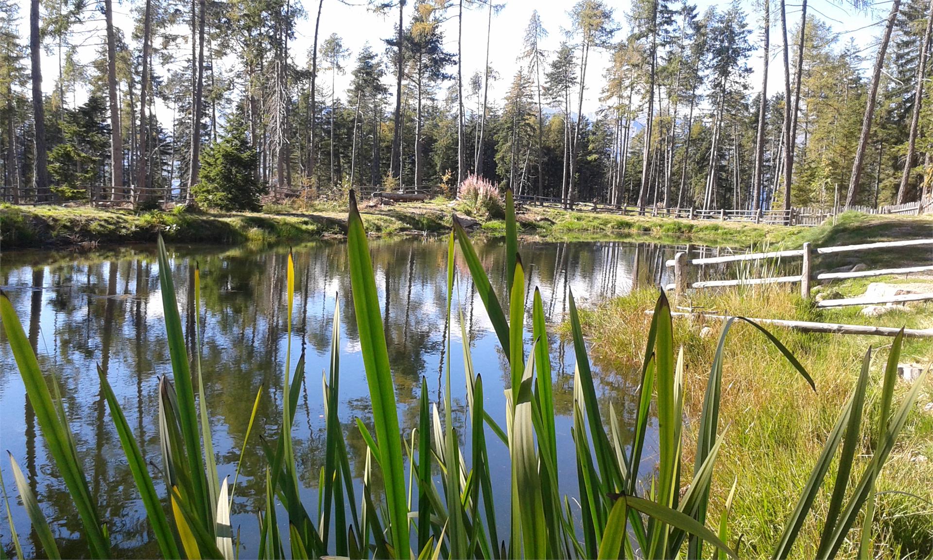 Kamper Weiher Hafling 1 suedtirol.info
