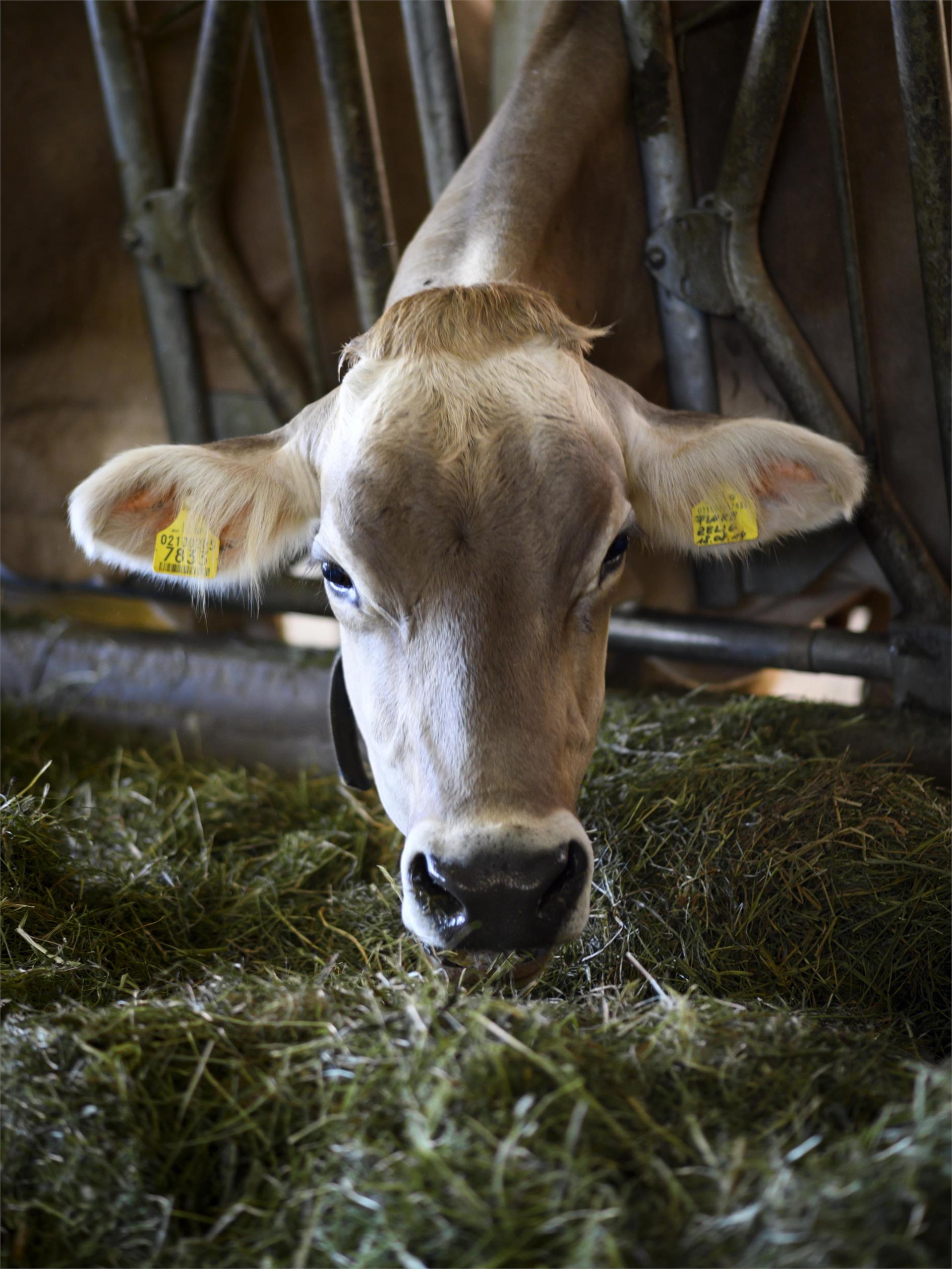 Klanschta BIO Fleisch | carne biologica Valle di Casies 1 suedtirol.info