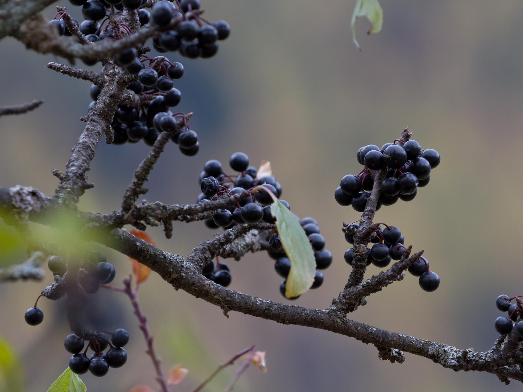 Purging buckthorn