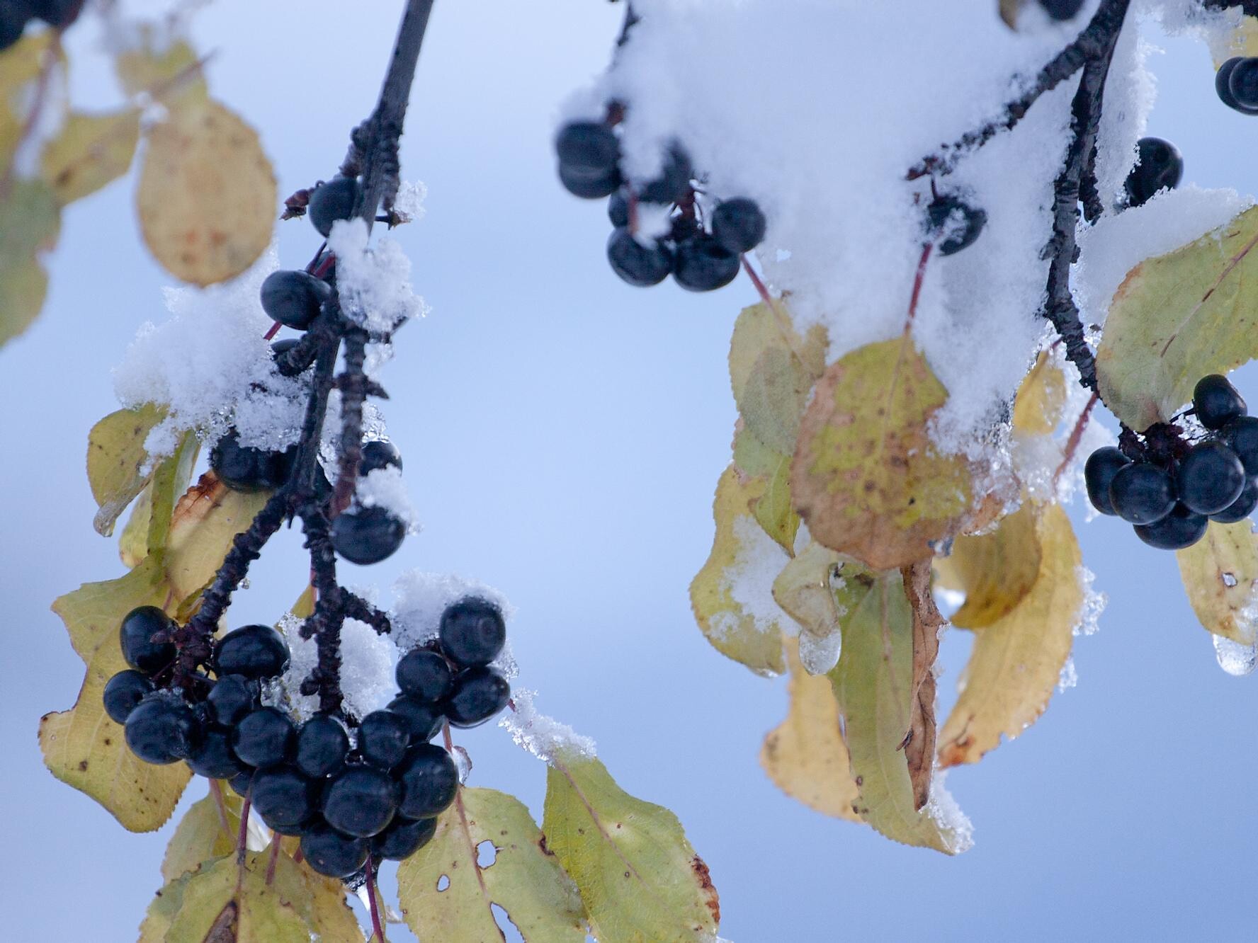 Purging buckthorn
