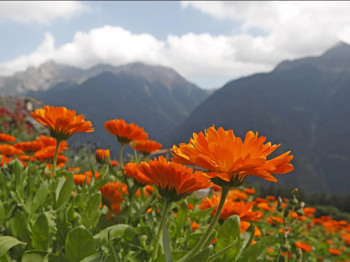 Wegleit Herbs Ulten/Ultimo 1 suedtirol.info