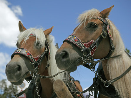 Carriage Rides Riding stable Sulfner  1 suedtirol.info