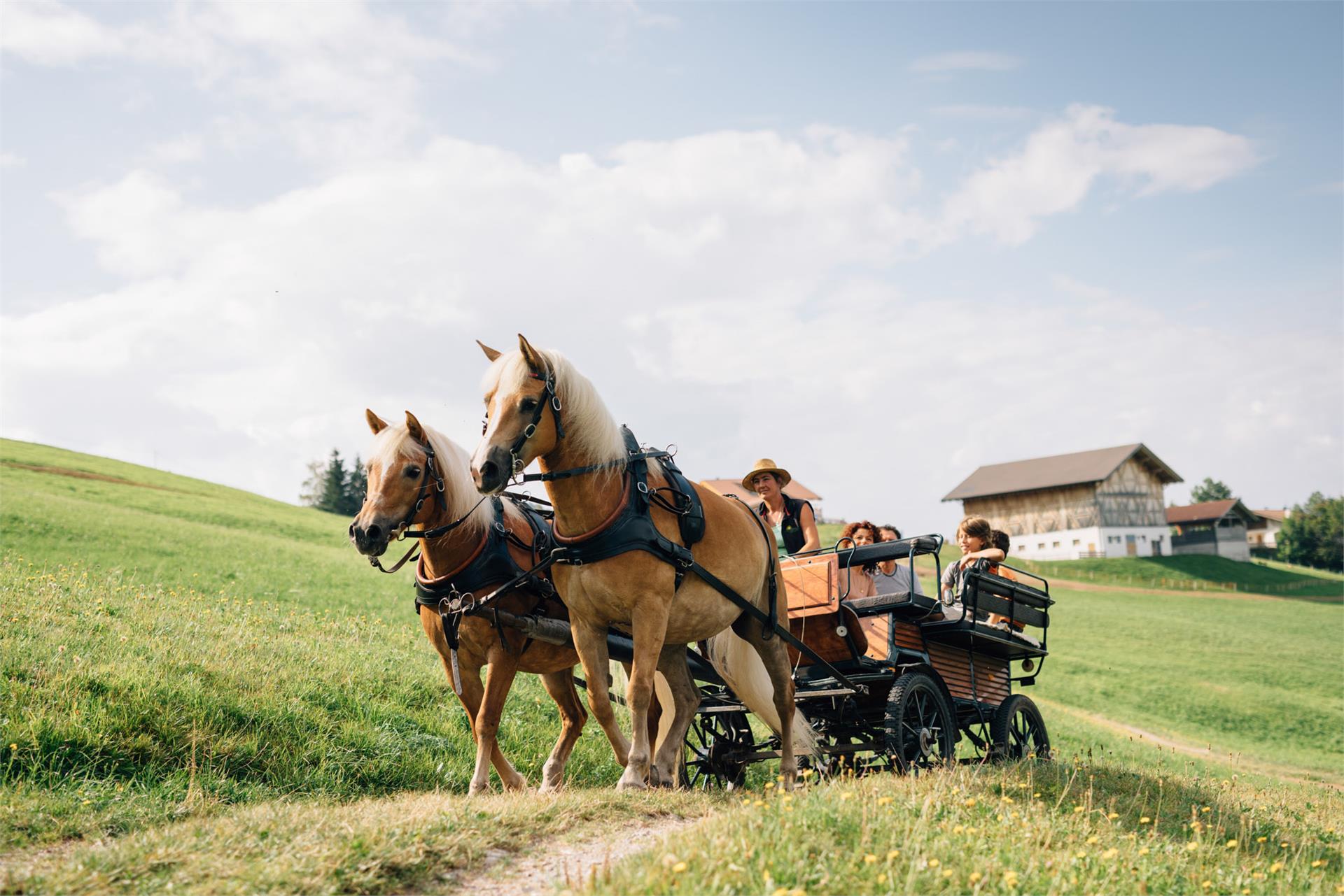Carriage Rides Riding stable Sulfner Hafling/Avelengo 1 suedtirol.info