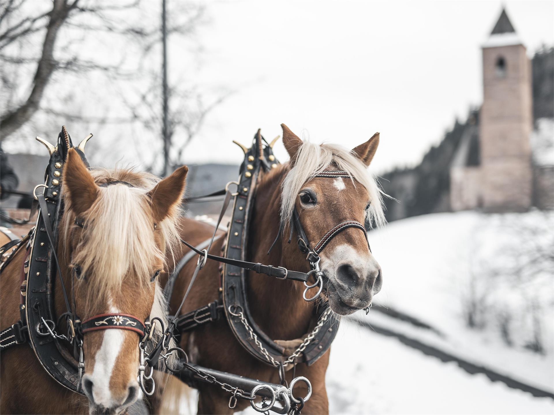 Carriage Rides Riding stable Sulfner Hafling/Avelengo 2 suedtirol.info