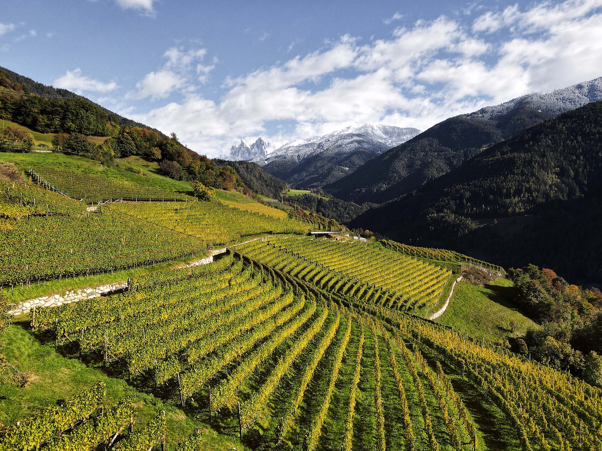 Cantina Valle Isarco - Brixen/Bressanone and environs - #2 - suedtirol.info