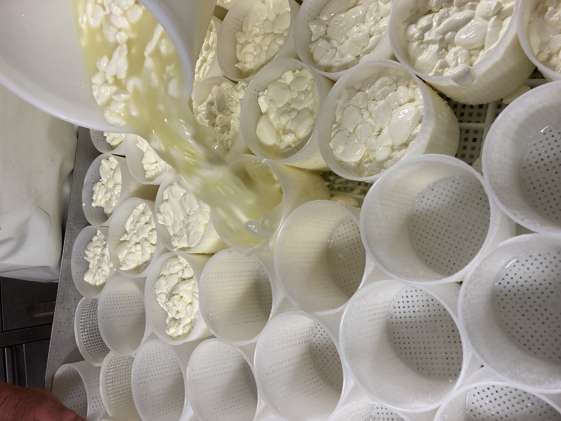 Forme di formaggio in lavorazione