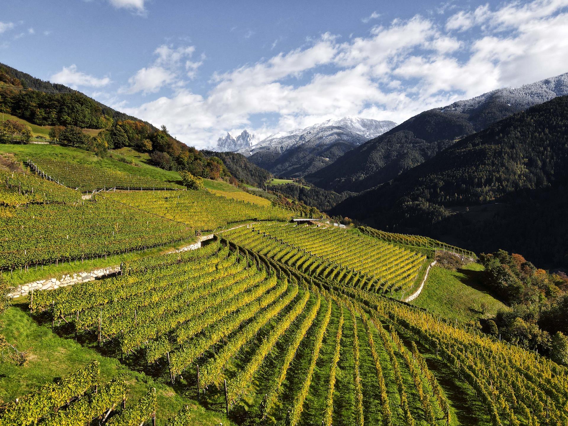 Cantina Valle Isarco - Brixen/Bressanone and environs - #1 - suedtirol.info