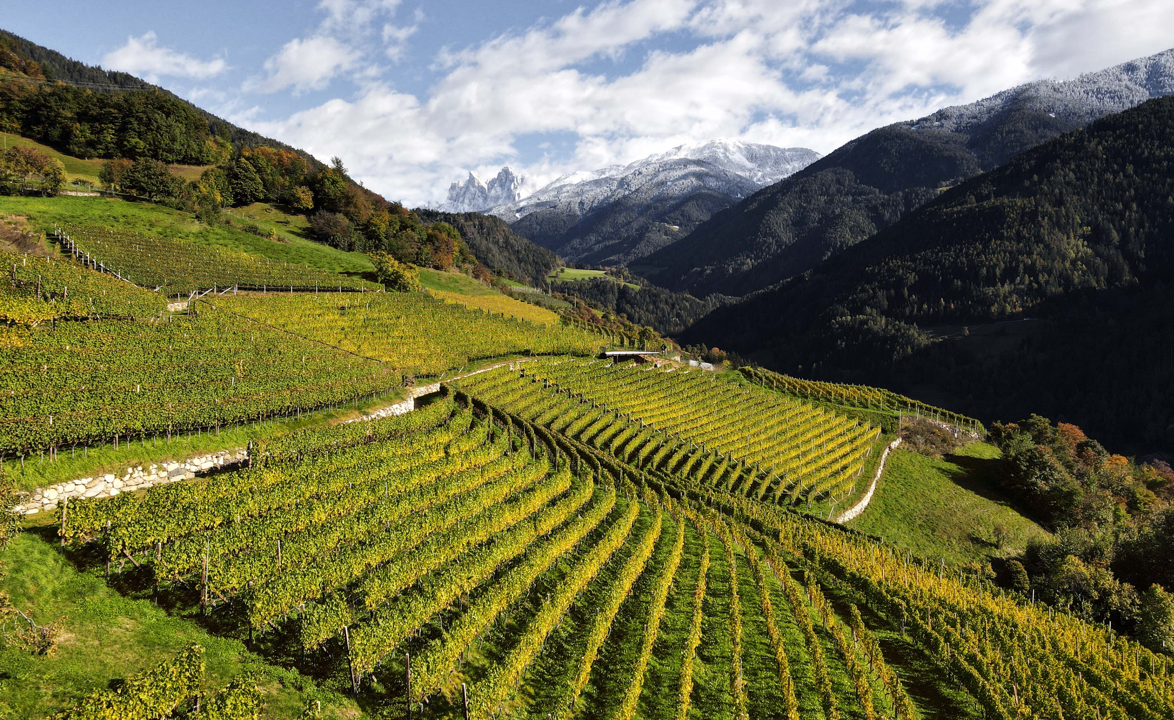 Cantina Valle Isarco Winery - Brixen/Bressanone and environs - #1 - suedtirol.info