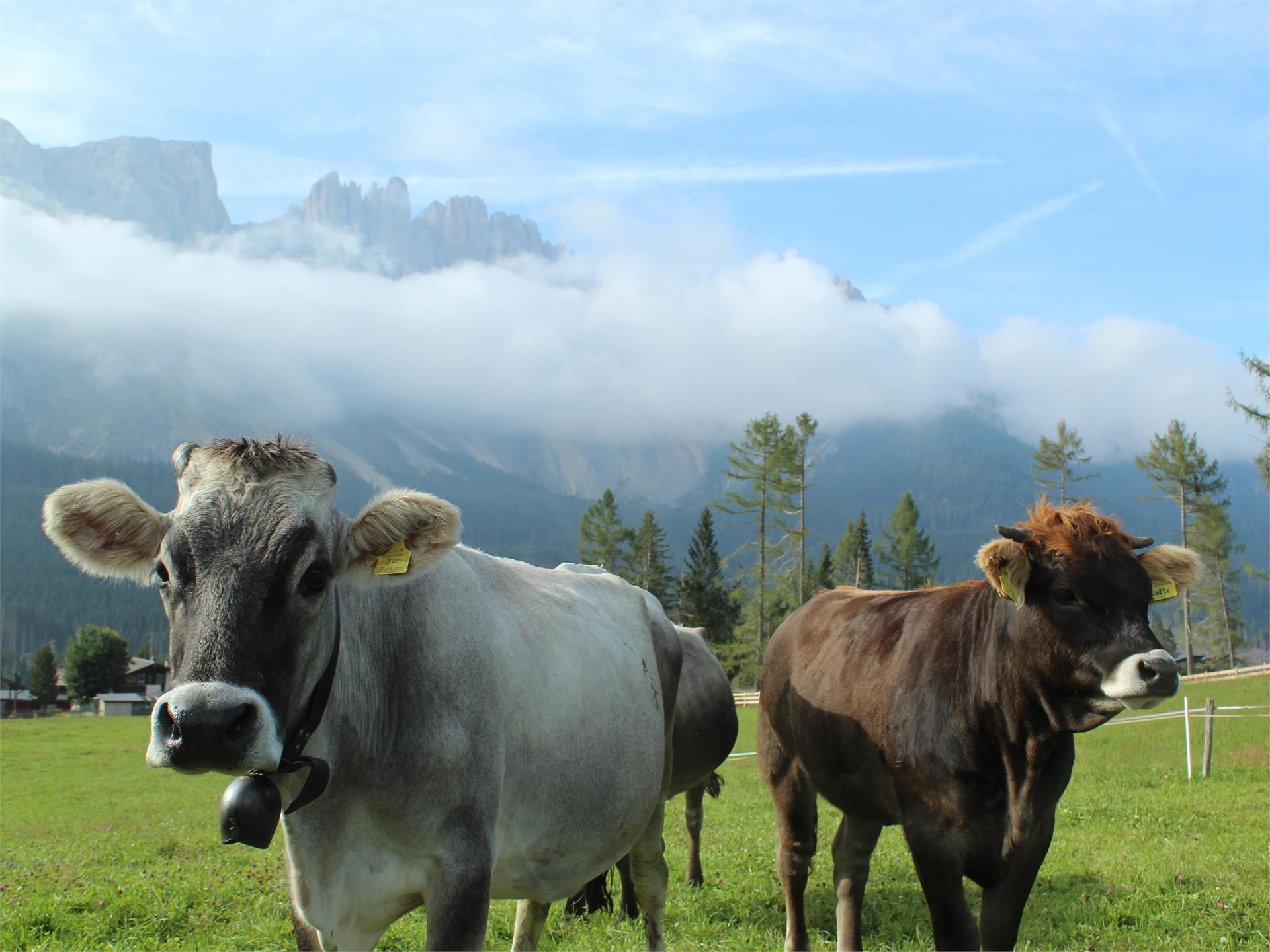Maso Karerhof Nova Levante 3 suedtirol.info