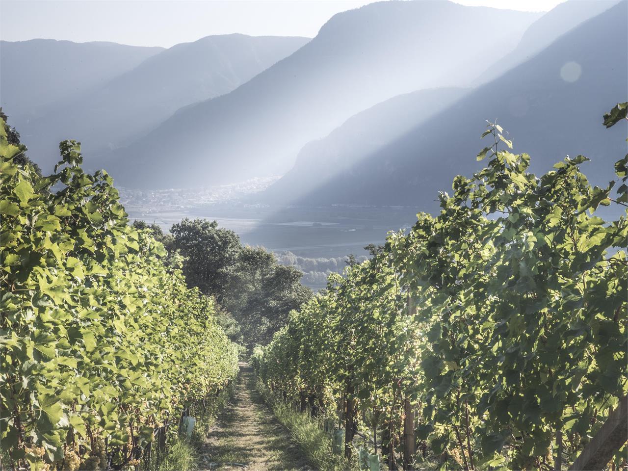 Kellerei Schenk Italia SPA Auer 2 suedtirol.info