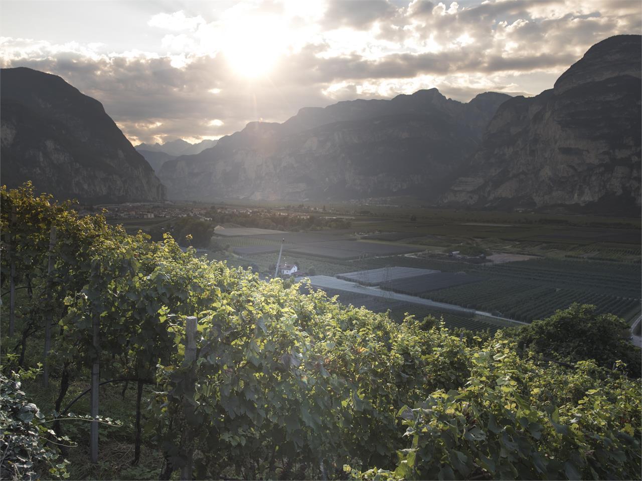 Kellerei Schenk Italia SPA Auer 4 suedtirol.info