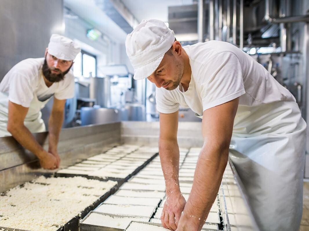Cheese Dairy