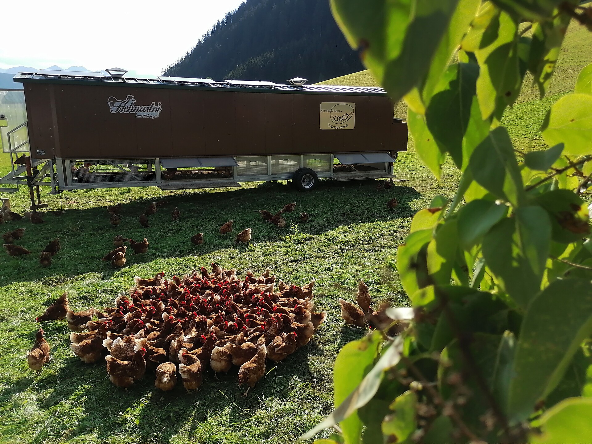 Premium eggs from the farm Lonzahof