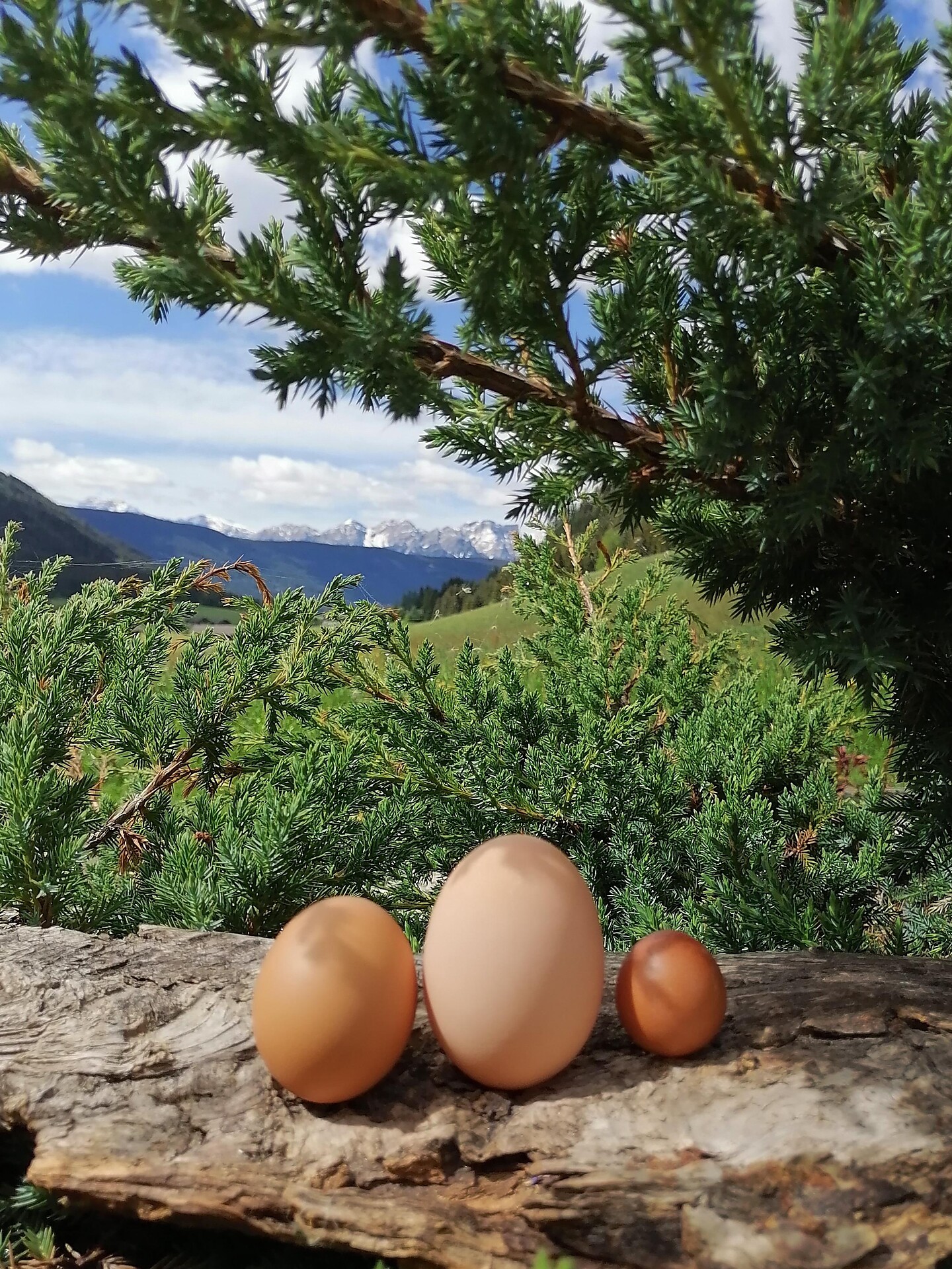 Premium eggs from the farm Lonzahof
