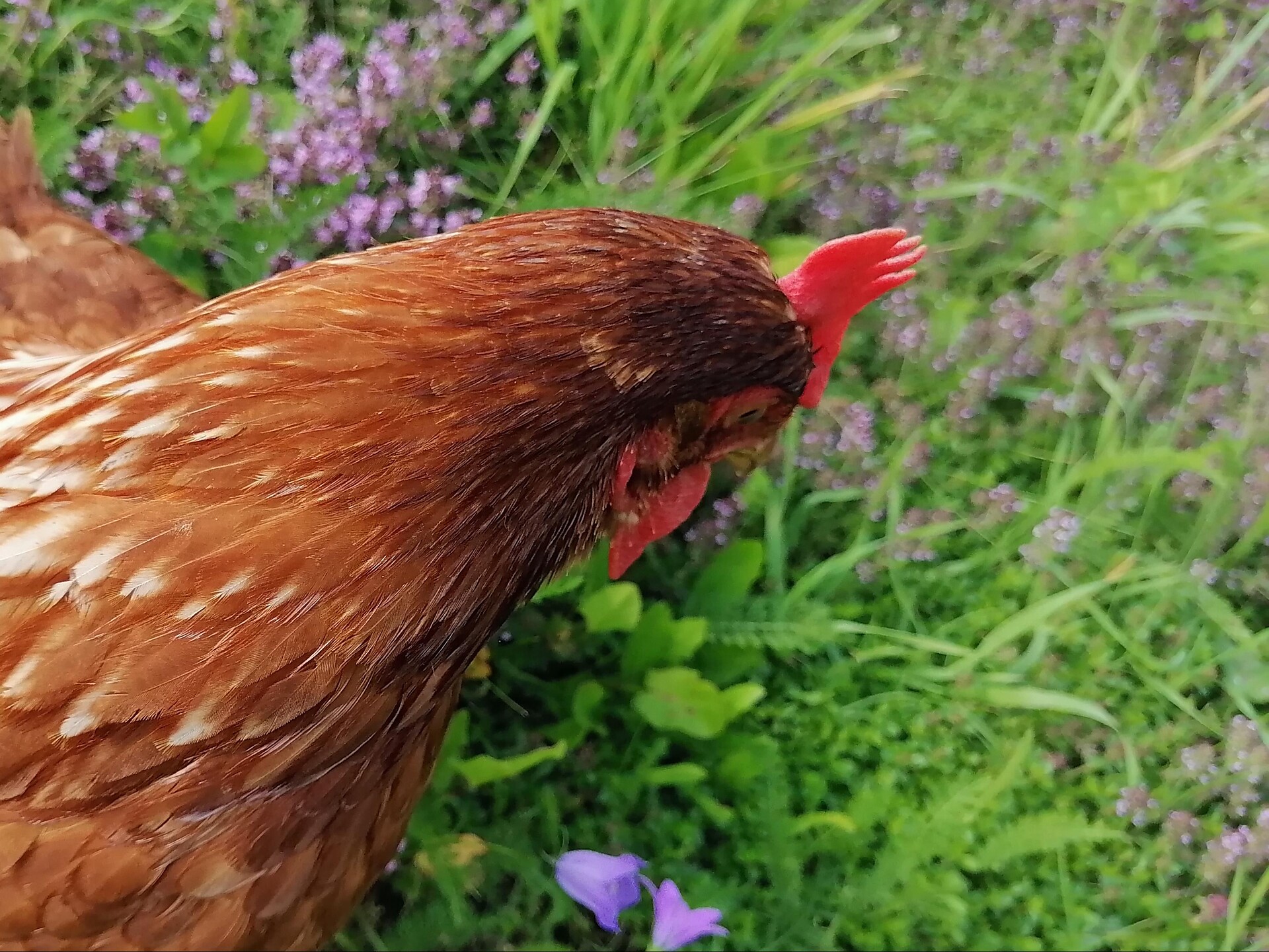 Premium eggs from the farm Lonzahof