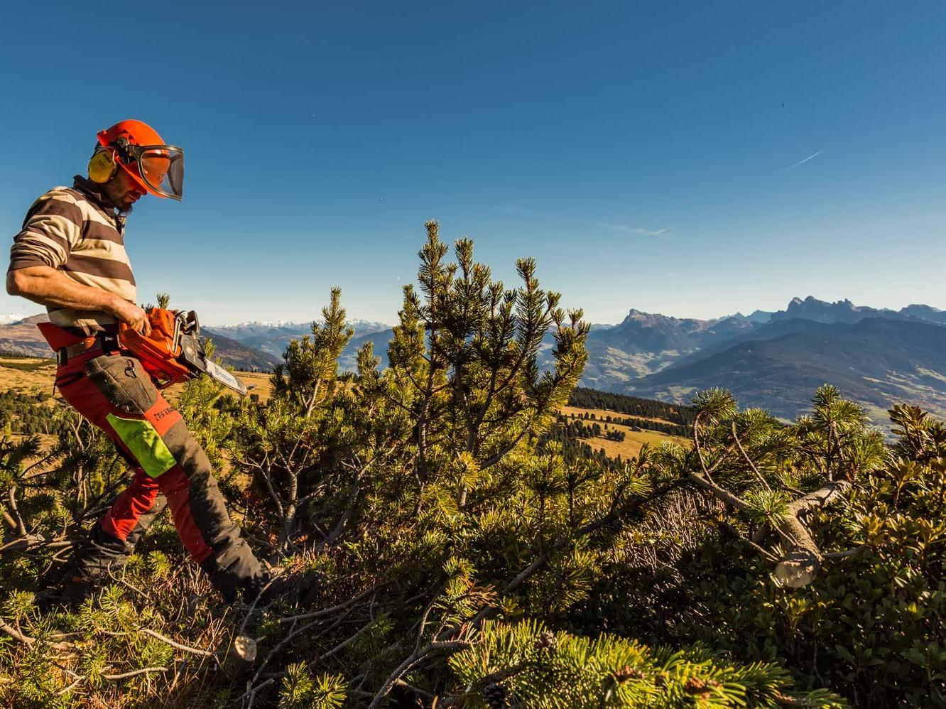 Latschenölbrennerei Barbianer Alm Barbian 2 suedtirol.info